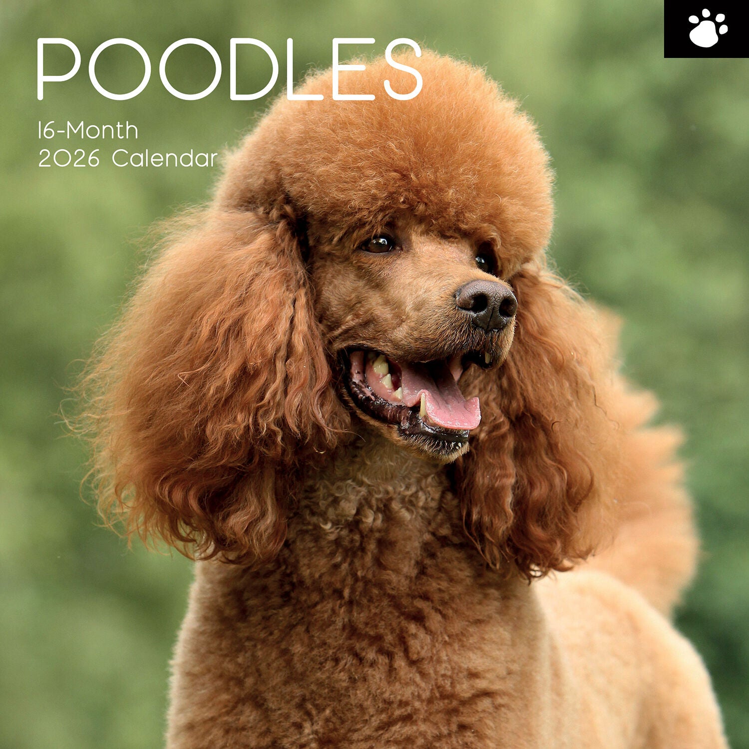 2026 Paw Prints Poodles– Square Wall Calendar| The Gifted Stationery Co. (GSC26118)