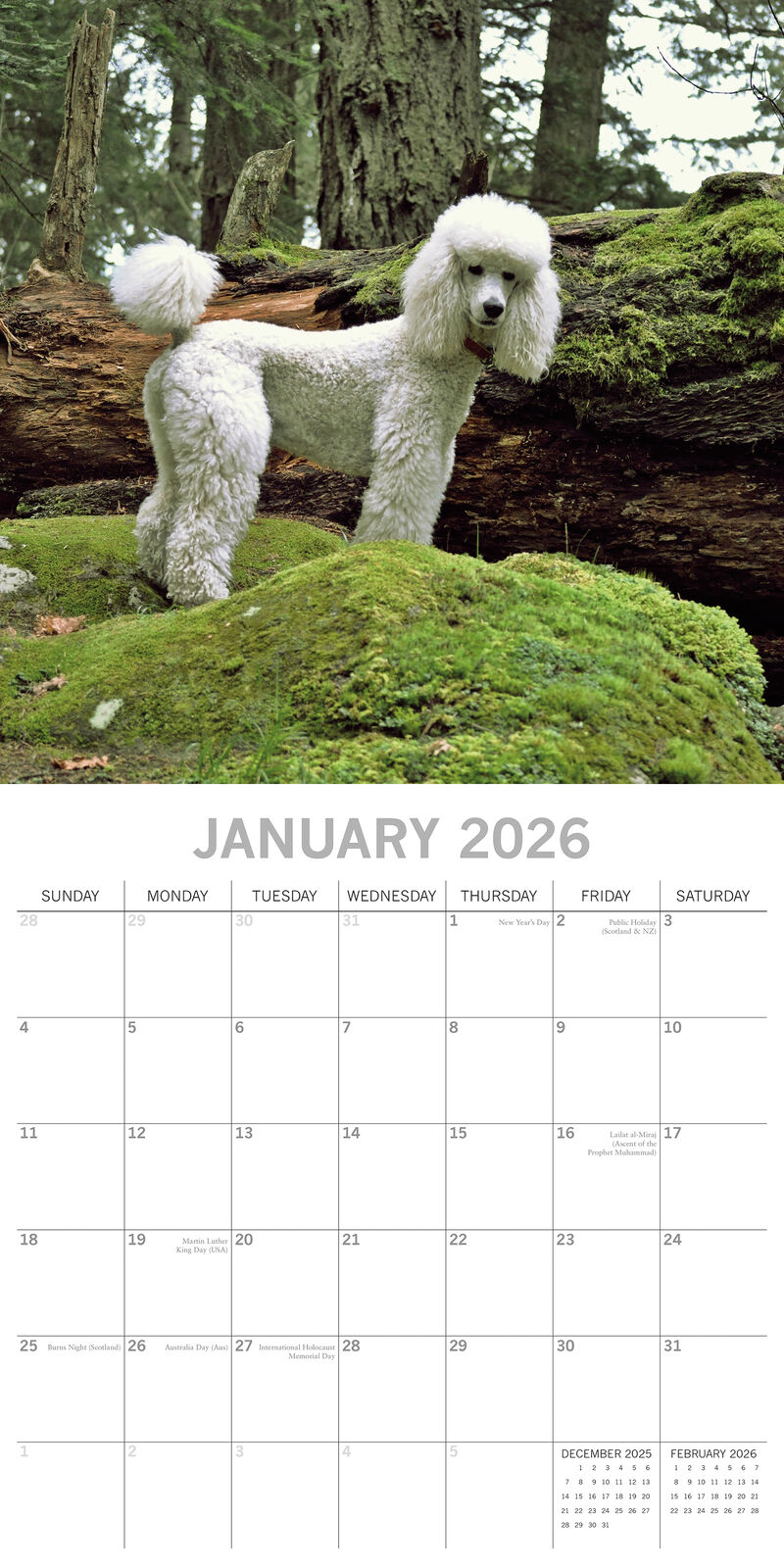 2026 Paw Prints Poodles– Square Wall Calendar| The Gifted Stationery Co. (GSC26118)