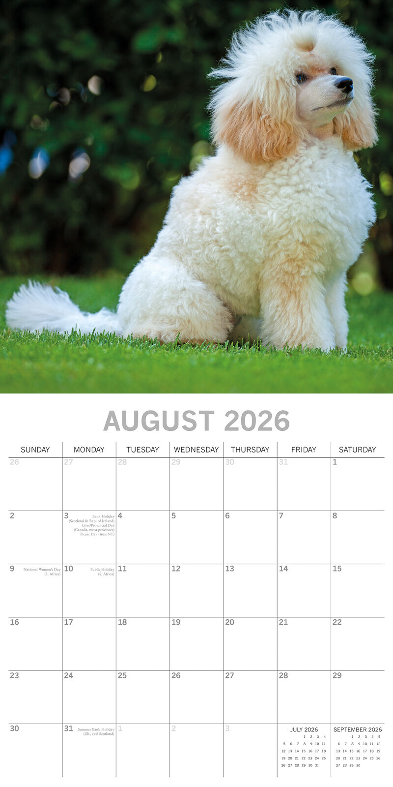 2026 Paw Prints Poodles– Square Wall Calendar| The Gifted Stationery Co. (GSC26118)