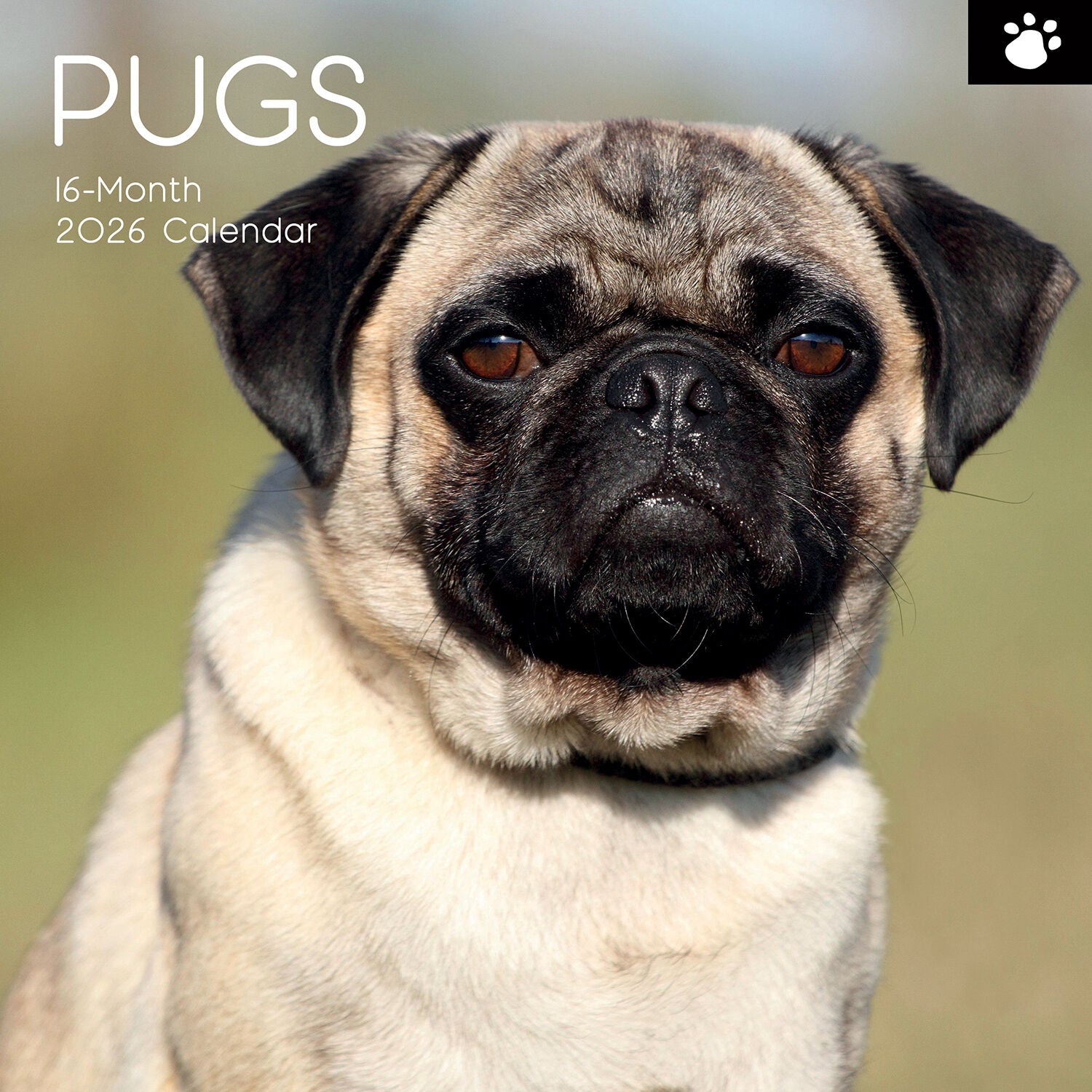 2026 Paw Prints Pugs – Square Wall Calendar| The Gifted Stationery Co. (GSC26119)