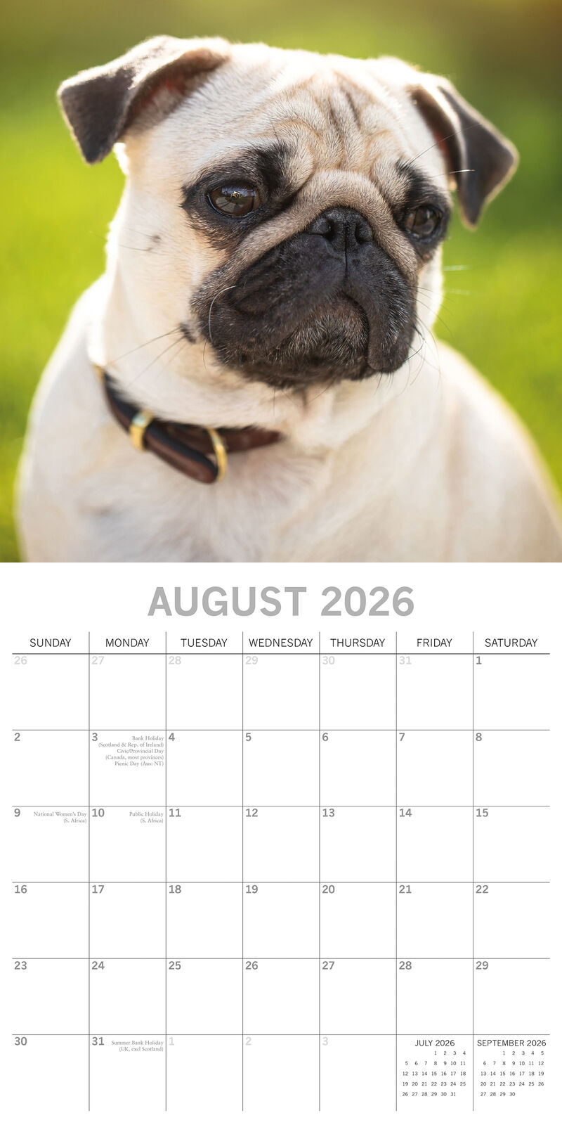 2026 Paw Prints Pugs – Square Wall Calendar| The Gifted Stationery Co. (GSC26119)