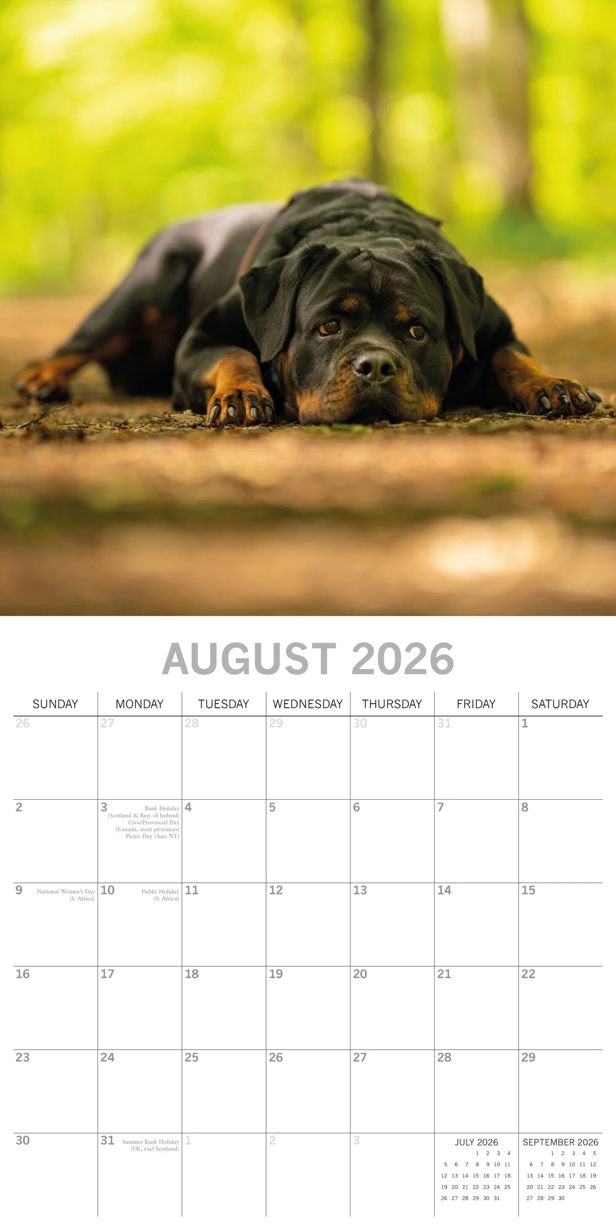 2026 Paw Prints Rottweilers – Square Wall Calendar| The Gifted Stationery Co. (GSC261120)