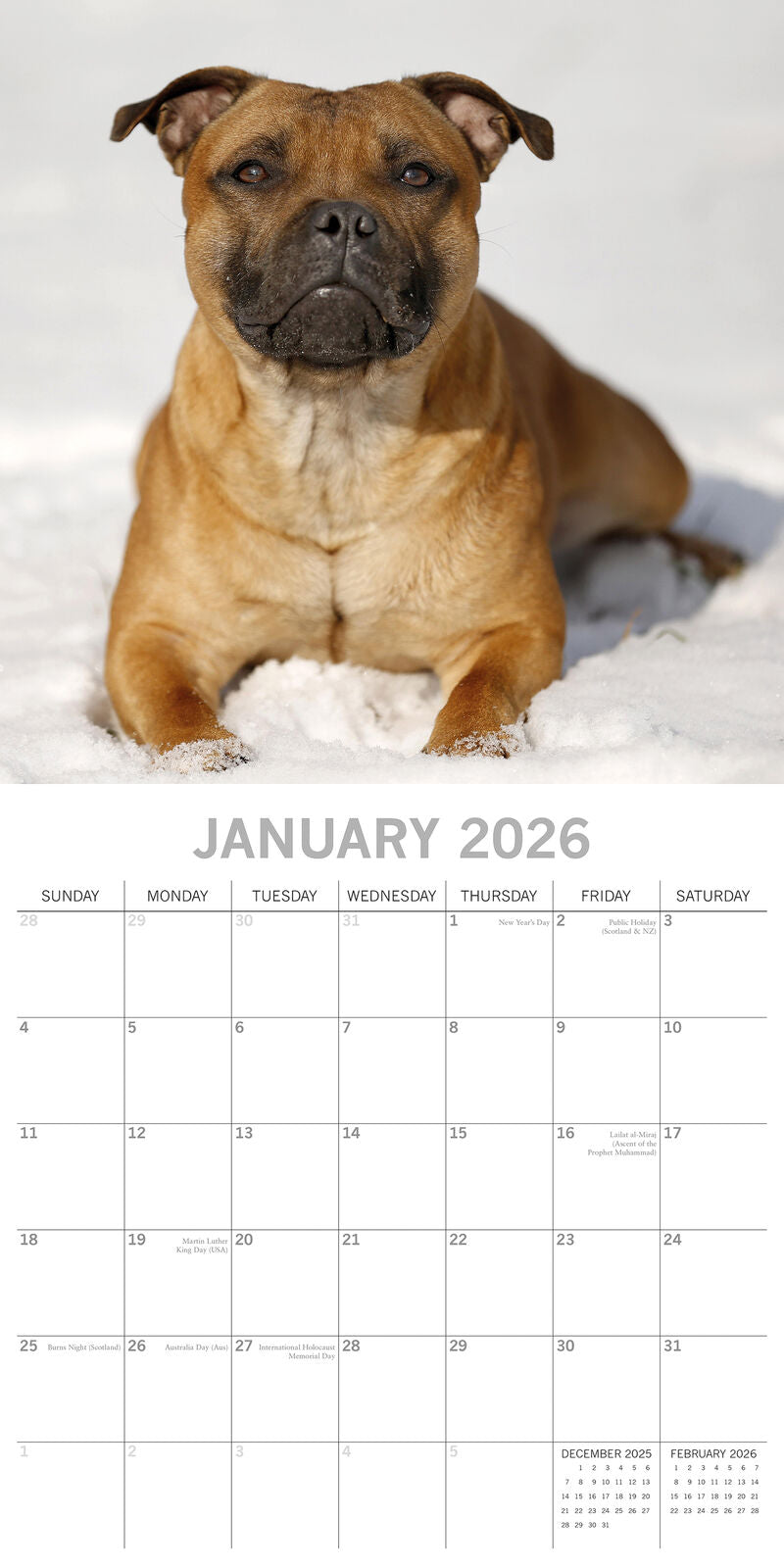 2026 Paw Prints Staffordshire Bull Terriers – Square Wall Calendar| The Gifted Stationery Co. (GSC261121)