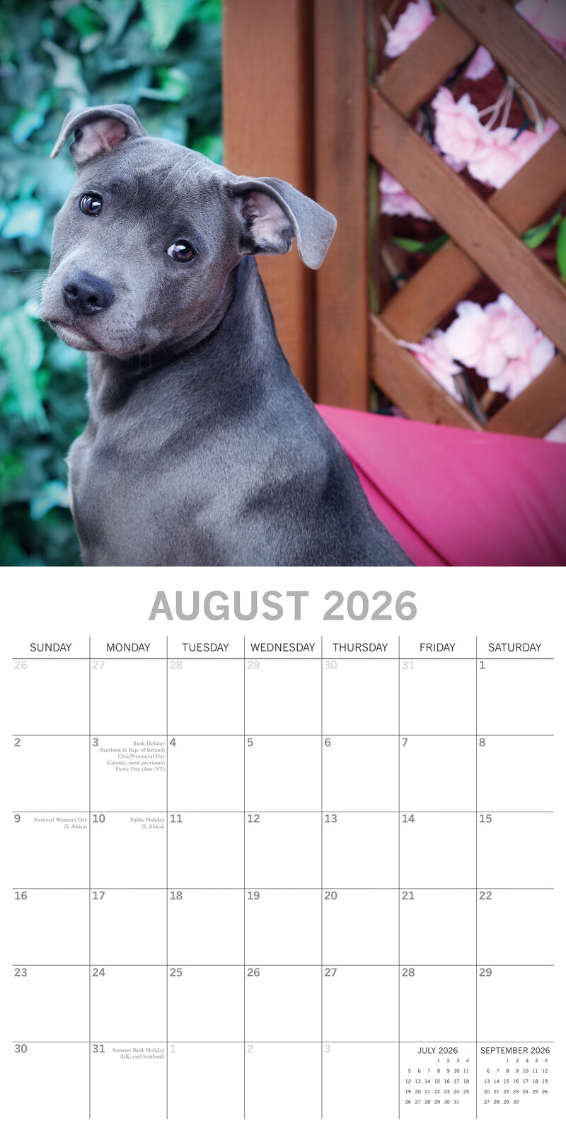 2026 Paw Prints Staffordshire Bull Terriers – Square Wall Calendar| The Gifted Stationery Co. (GSC261121)