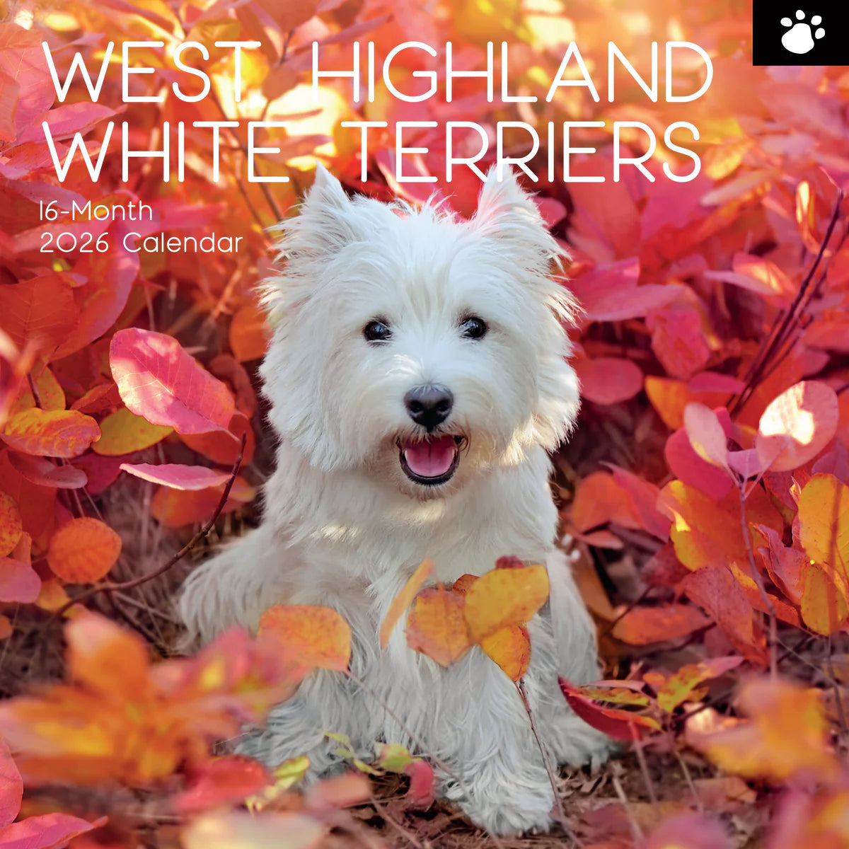 2026 Paw Prints West Highland White Terriers – Square Wall Calendar| The Gifted Stationery Co. (GSC261122)