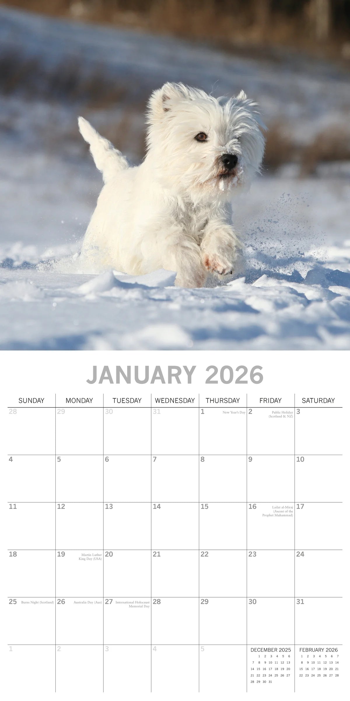 2026 Paw Prints West Highland White Terriers – Square Wall Calendar| The Gifted Stationery Co. (GSC261122)