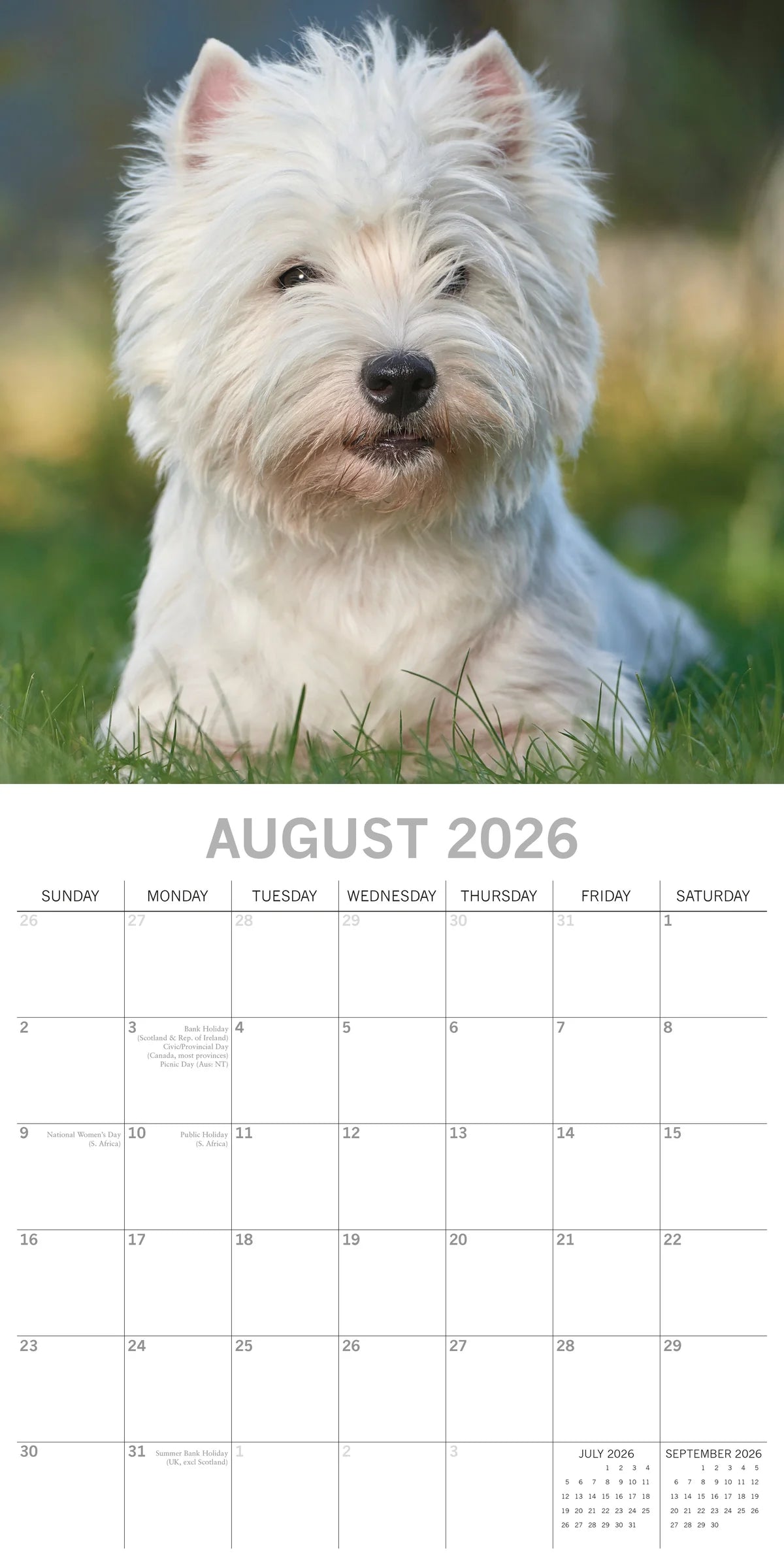 2026 Paw Prints West Highland White Terriers – Square Wall Calendar| The Gifted Stationery Co. (GSC261122)