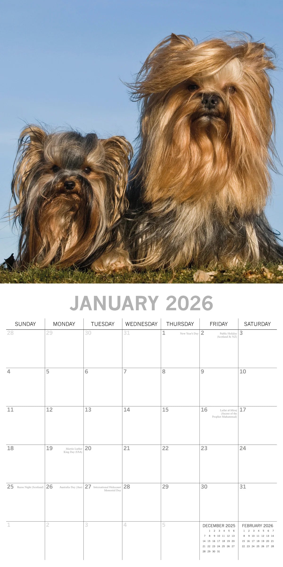 2026 Paw Prints Yorkshire Terriers – Square Wall Calendar| The Gifted Stationery Co. (GSC261123)