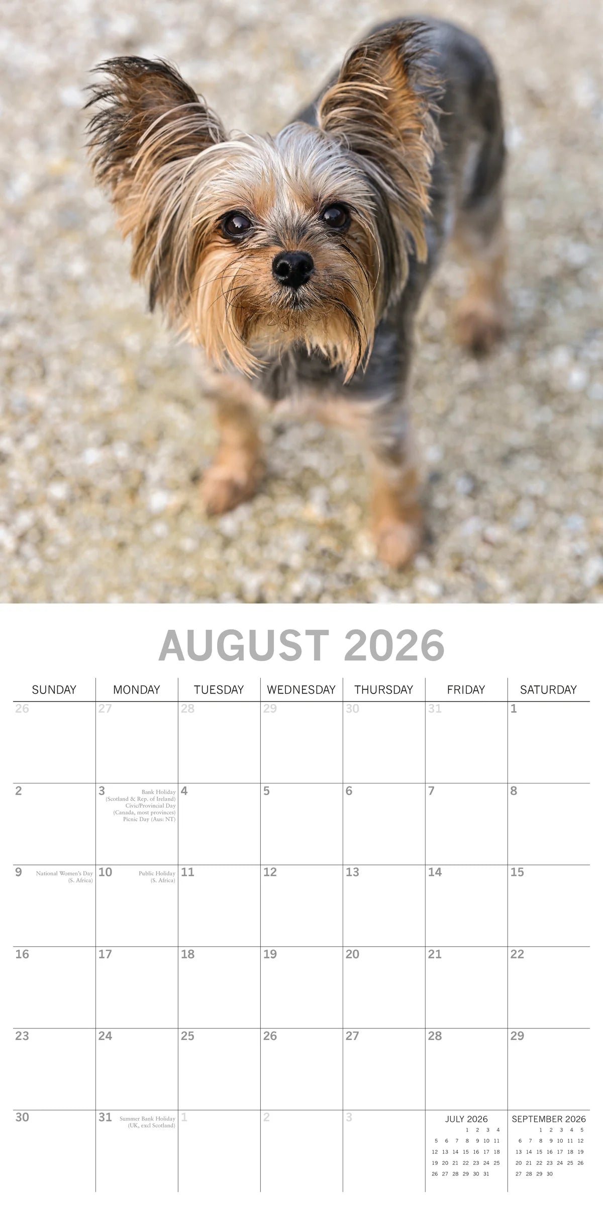 2026 Paw Prints Yorkshire Terriers – Square Wall Calendar| The Gifted Stationery Co. (GSC261123)