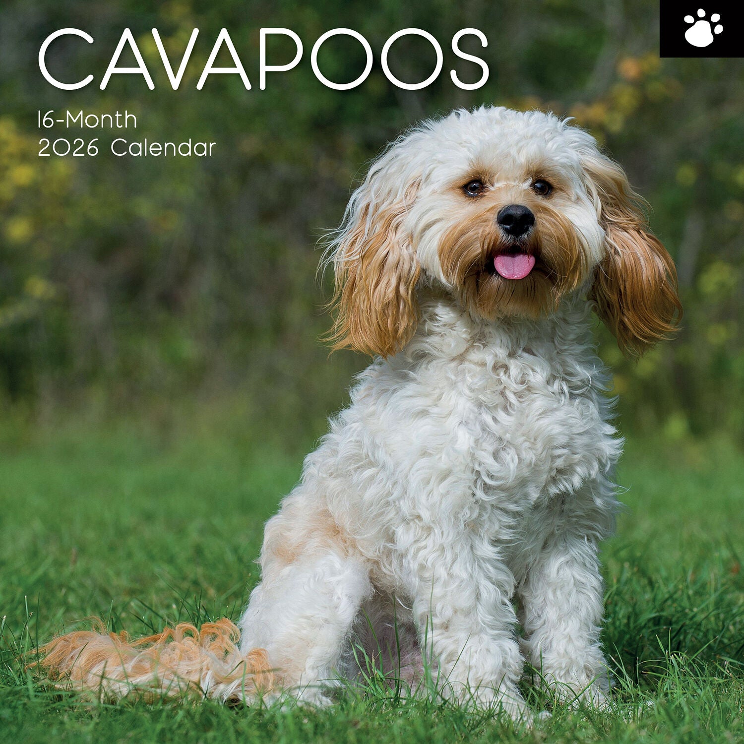 2026 Paw Prints Cavapoos – Square Wall Calendar| The Gifted Stationery Co. (GSC26549)