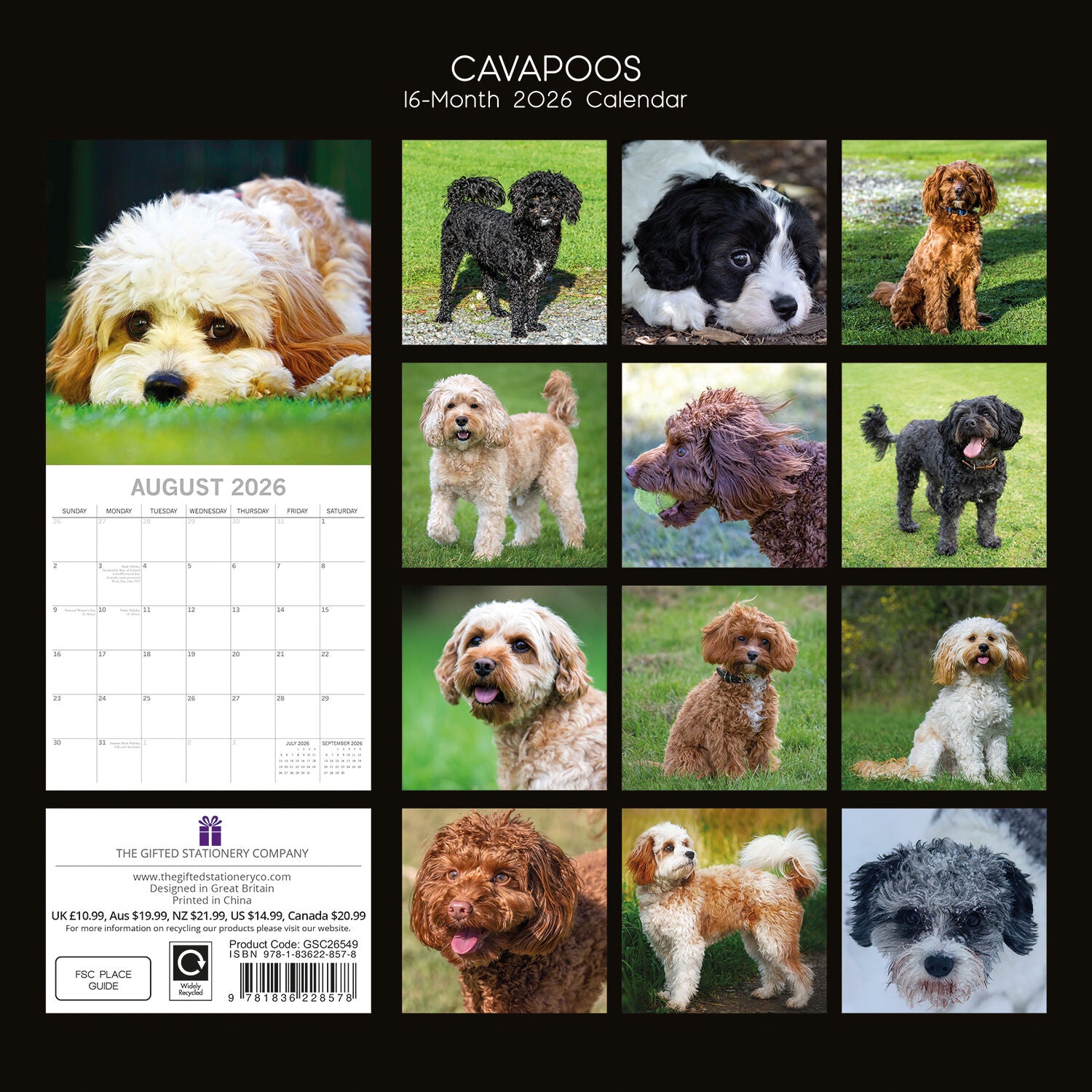 2026 Paw Prints Cavapoos – Square Wall Calendar| The Gifted Stationery Co. (GSC26549)