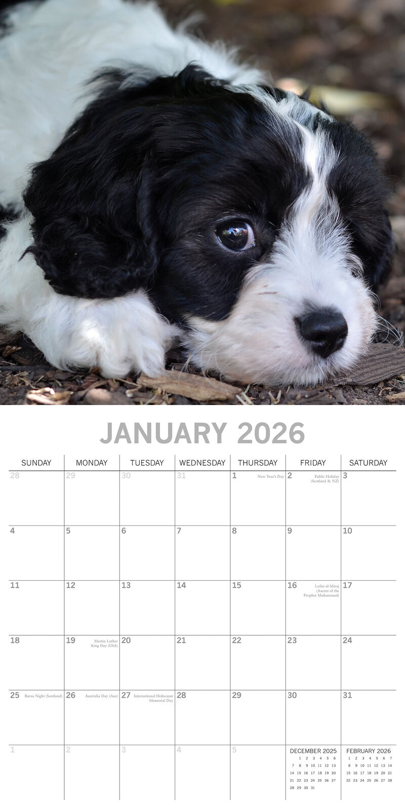 2026 Paw Prints Cavapoos – Square Wall Calendar| The Gifted Stationery Co. (GSC26549)