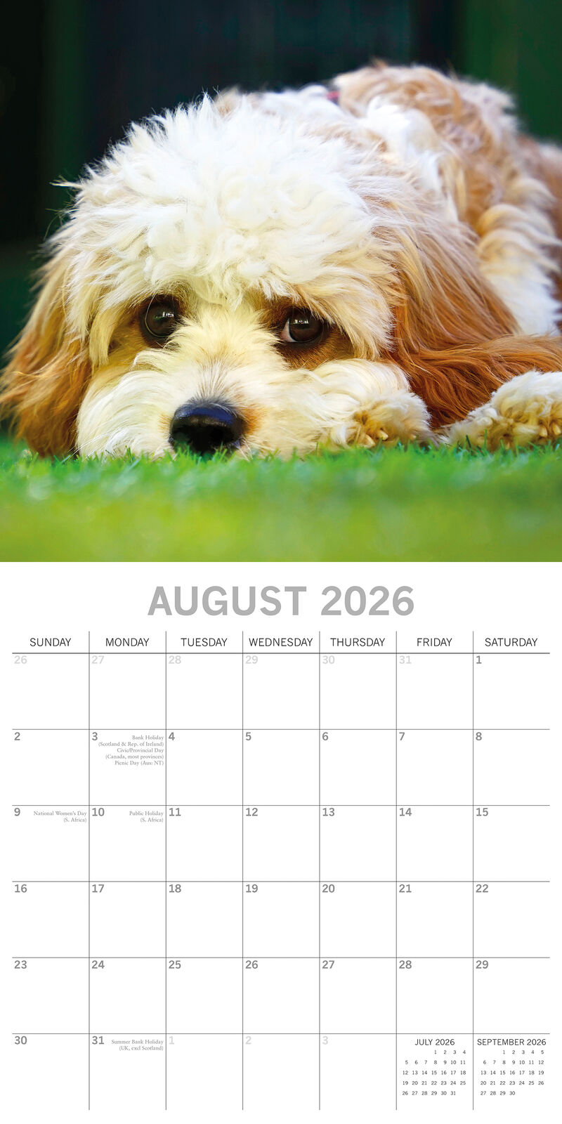 2026 Paw Prints Cavapoos – Square Wall Calendar| The Gifted Stationery Co. (GSC26549)
