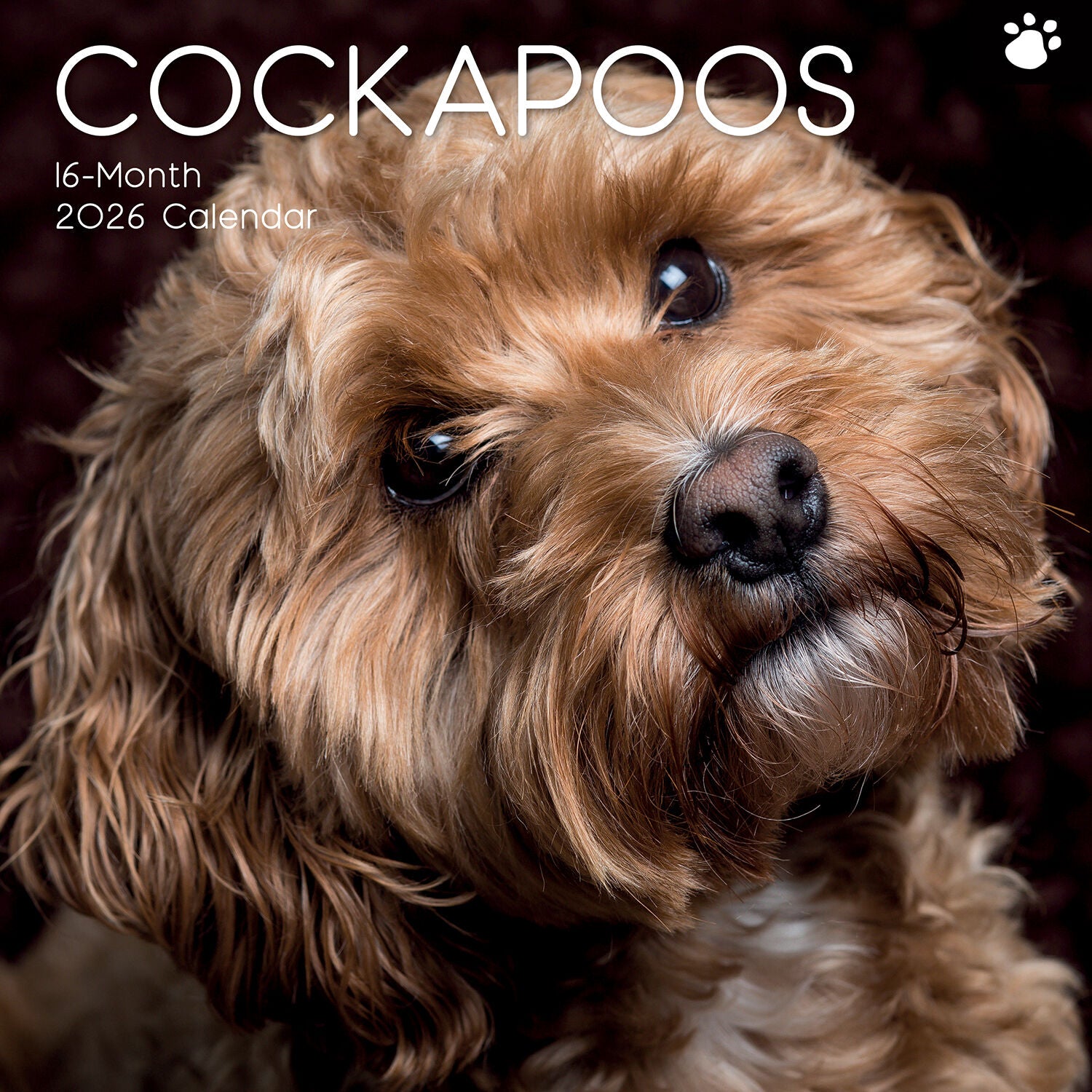 2026 Paw Prints Cockapoos – Square Wall Calendar| The Gifted Stationery Co. (GSC26550)