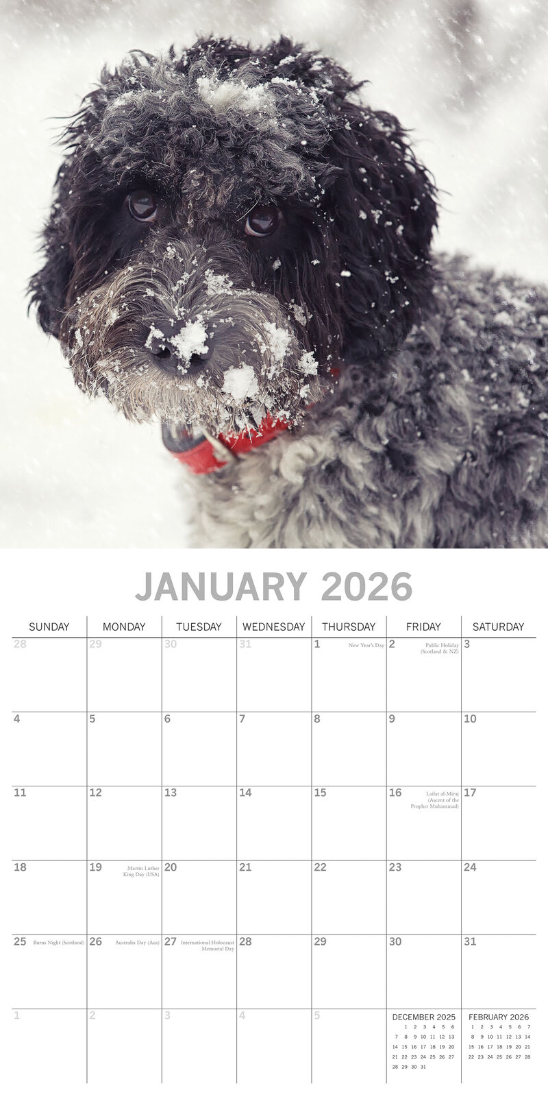 2026 Paw Prints Cockapoos – Square Wall Calendar| The Gifted Stationery Co. (GSC26550)
