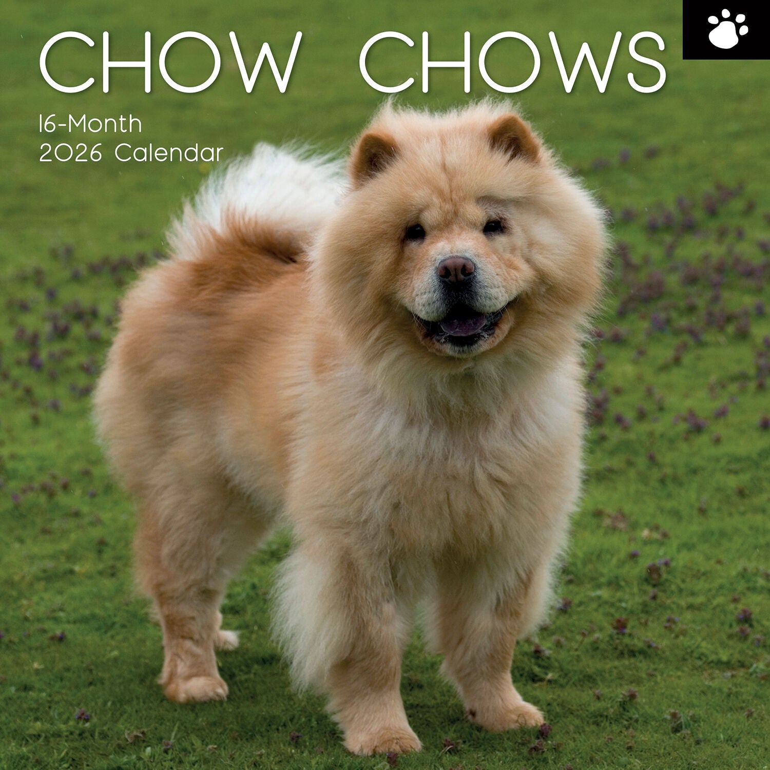 2026 Paw Prints Chow Chow – Square Wall Calendar| The Gifted Stationery Co. (GSC26551)
