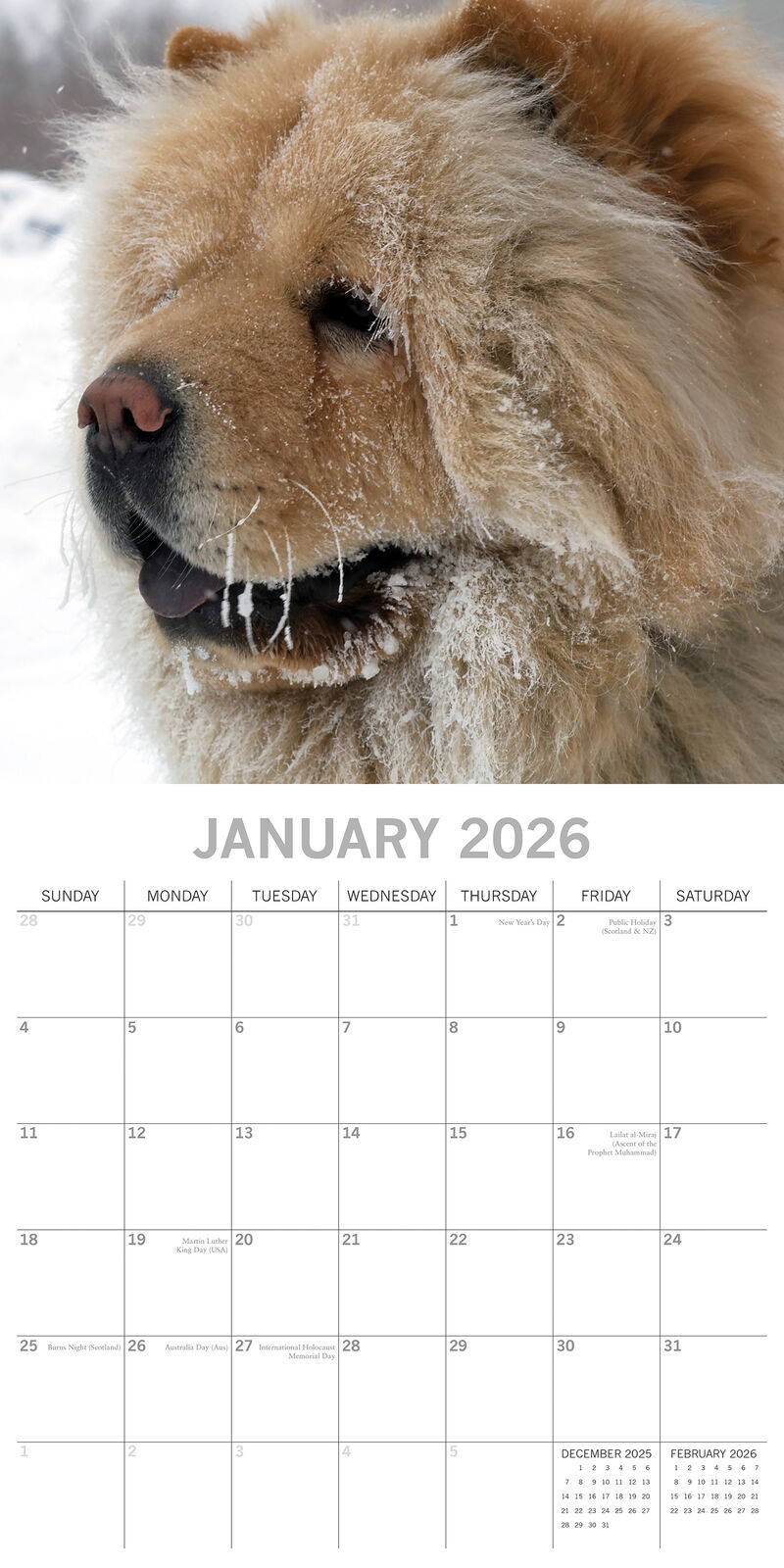 2026 Paw Prints Chow Chow – Square Wall Calendar| The Gifted Stationery Co. (GSC26551)