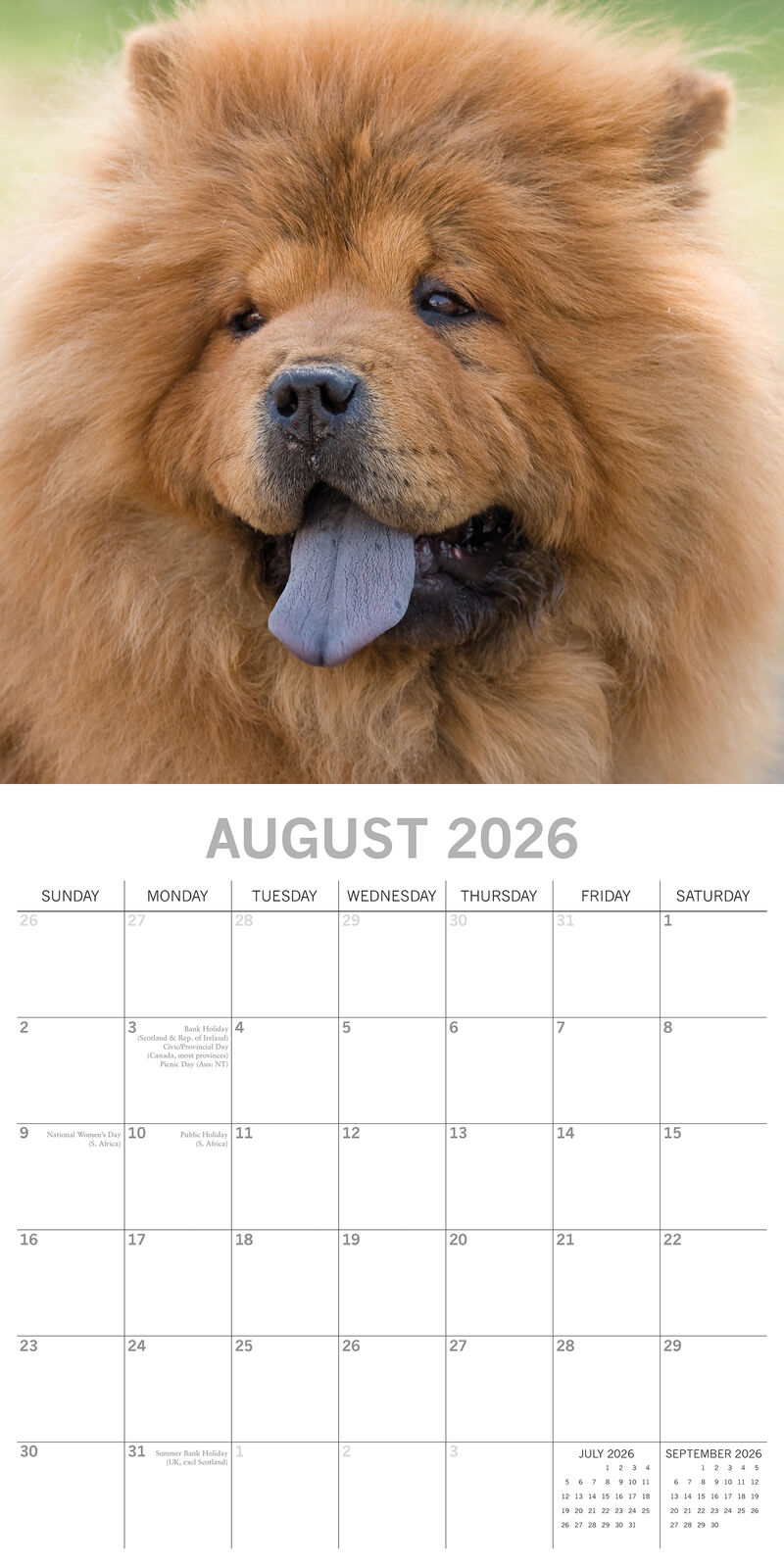 2026 Paw Prints Chow Chow – Square Wall Calendar| The Gifted Stationery Co. (GSC26551)