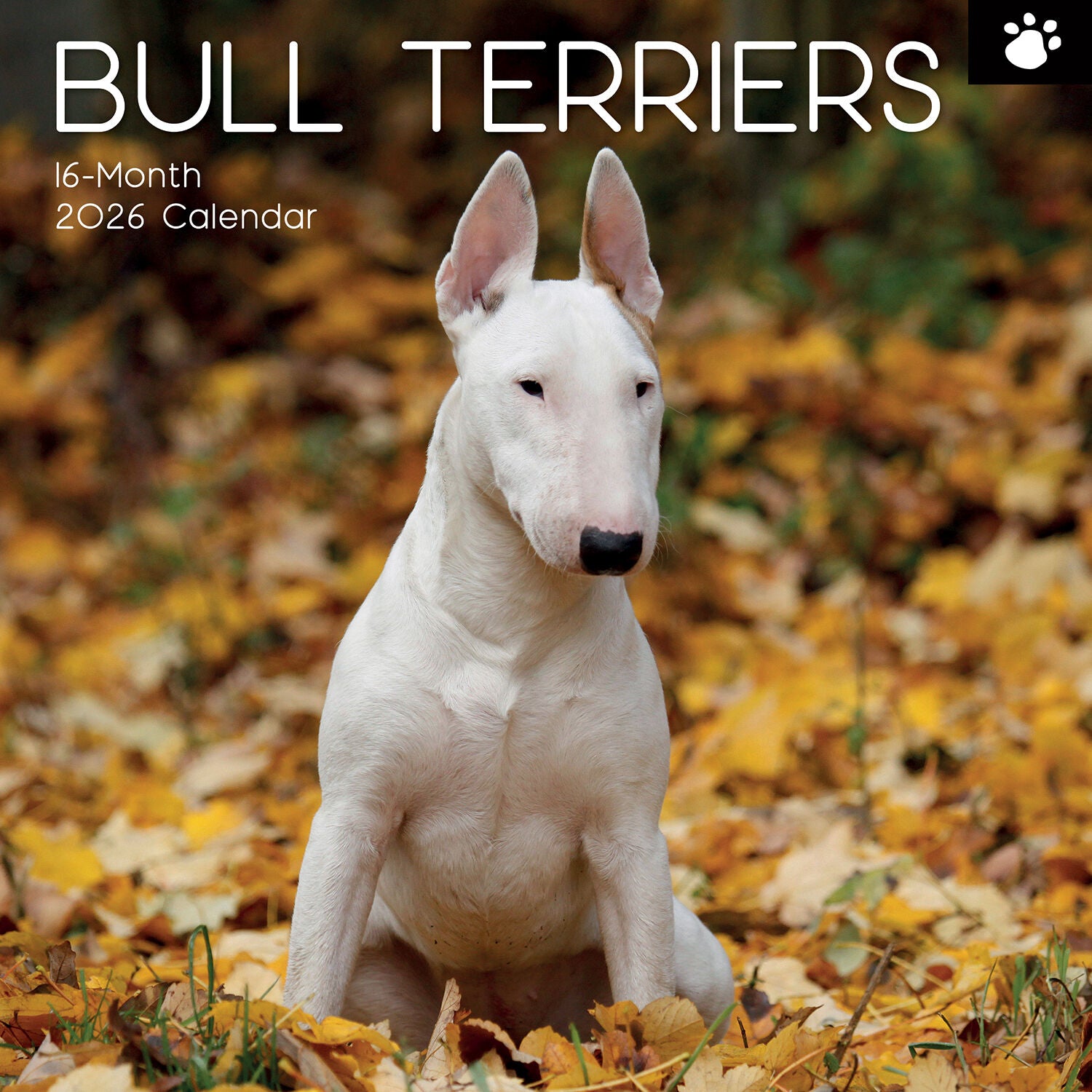 2026 Bull Terriers - Square Wall Calendar | The Gifted Stationery Co. (GSC26552)