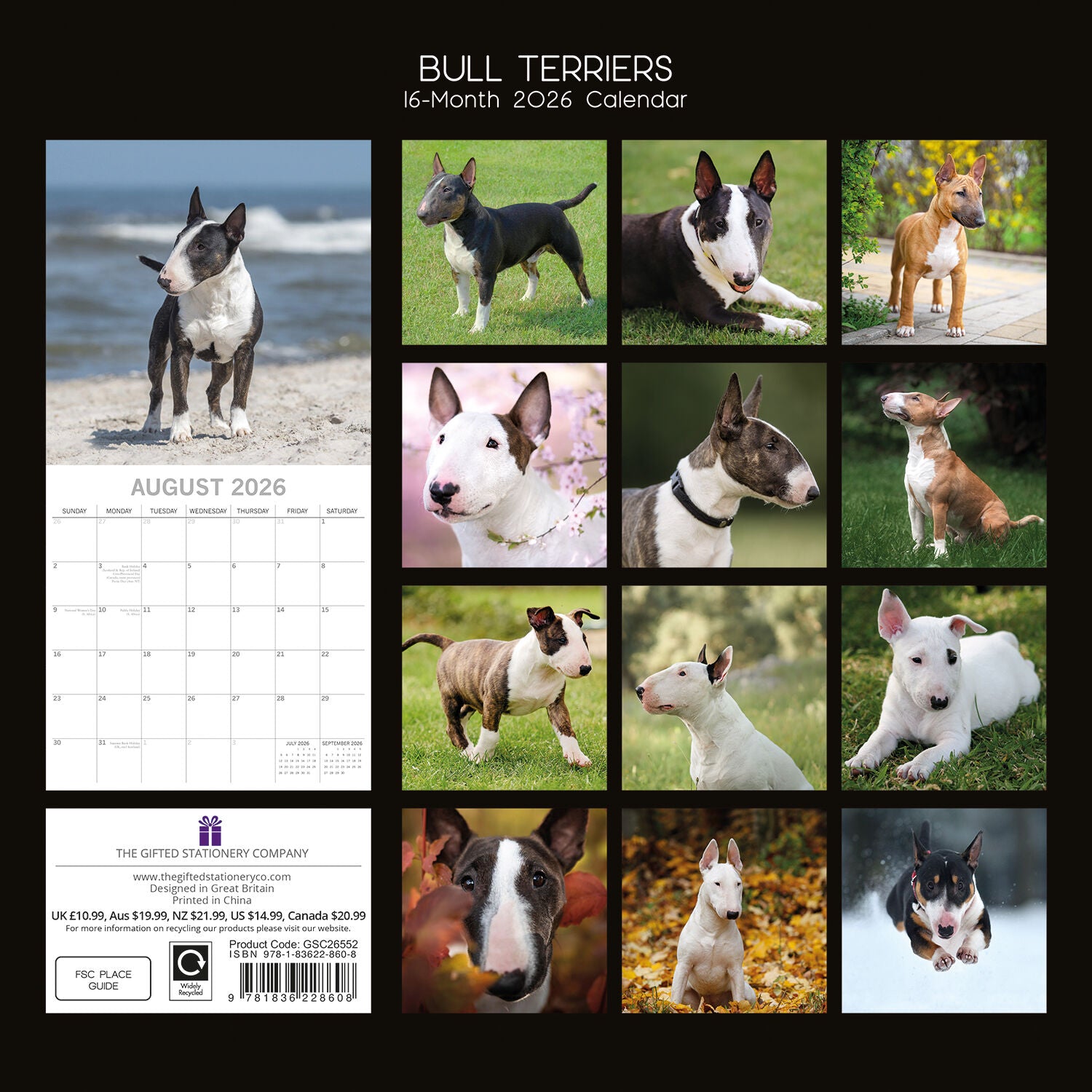 2026 Bull Terriers - Square Wall Calendar | The Gifted Stationery Co. (GSC26552)