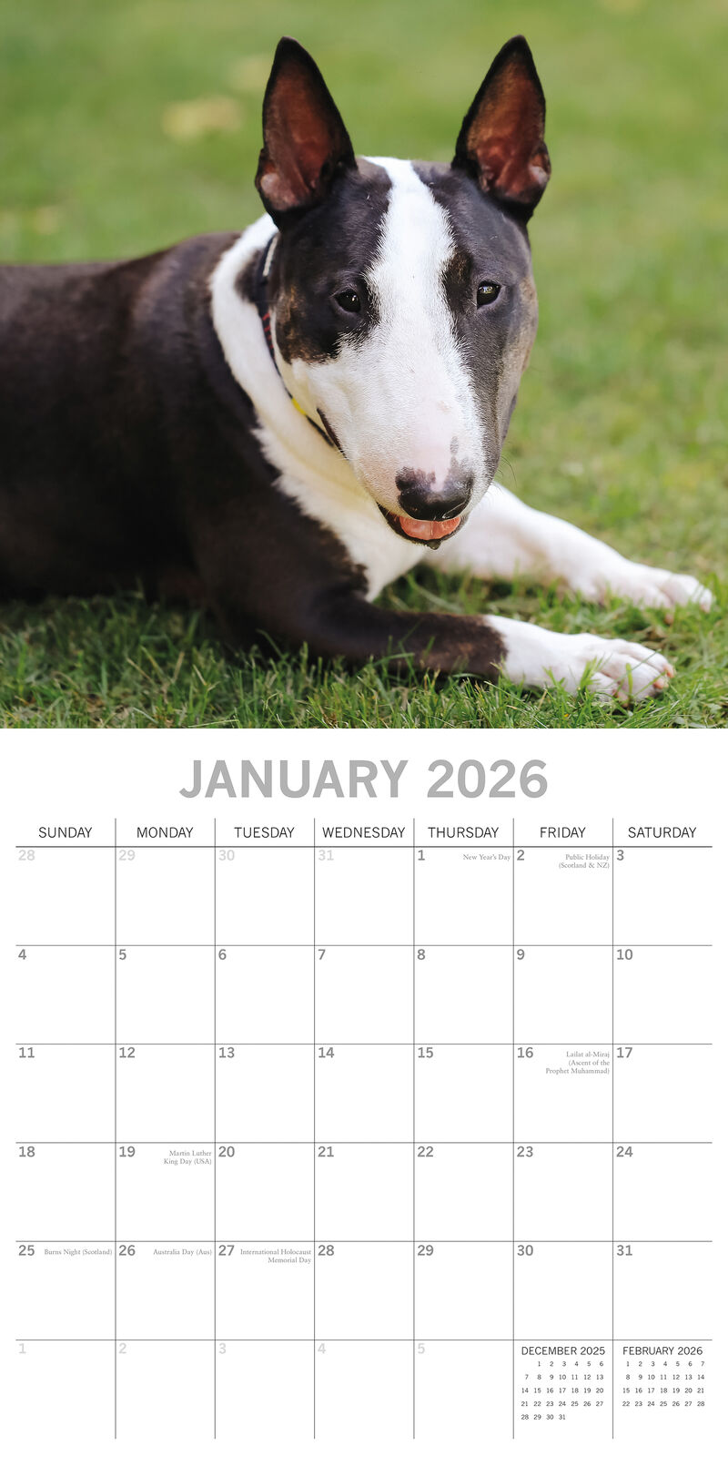 2026 Bull Terriers - Square Wall Calendar | The Gifted Stationery Co. (GSC26552)