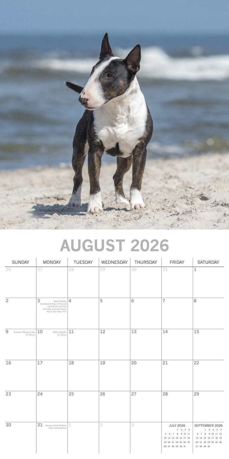 2026 Bull Terriers - Square Wall Calendar | The Gifted Stationery Co. (GSC26552)
