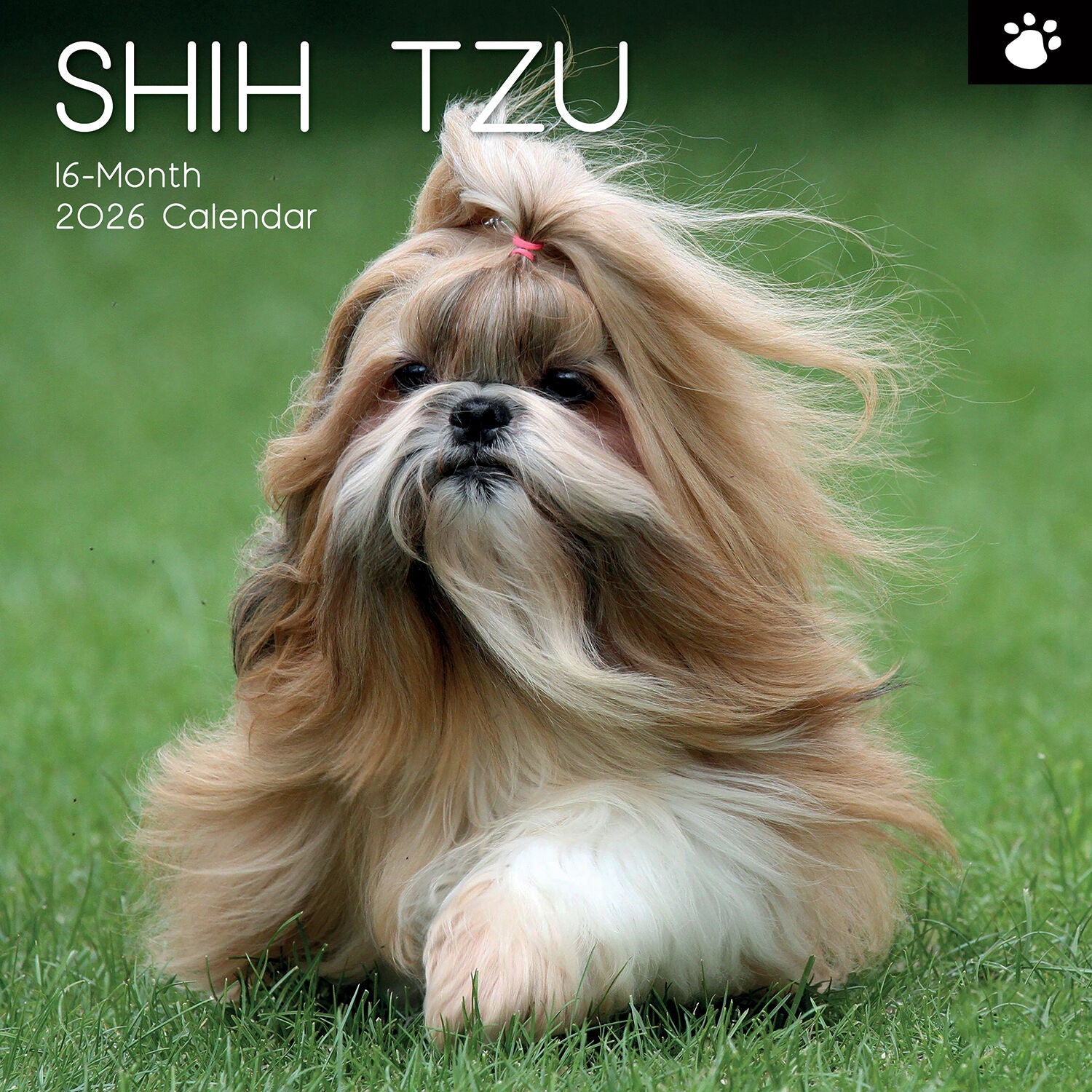 2026 Paw Prints Shih Tzu – Square Wall Calendar| The Gifted Stationery Co. (GSC26553)