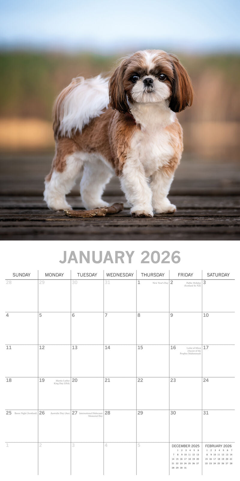 2026 Paw Prints Shih Tzu – Square Wall Calendar| The Gifted Stationery Co. (GSC26553)