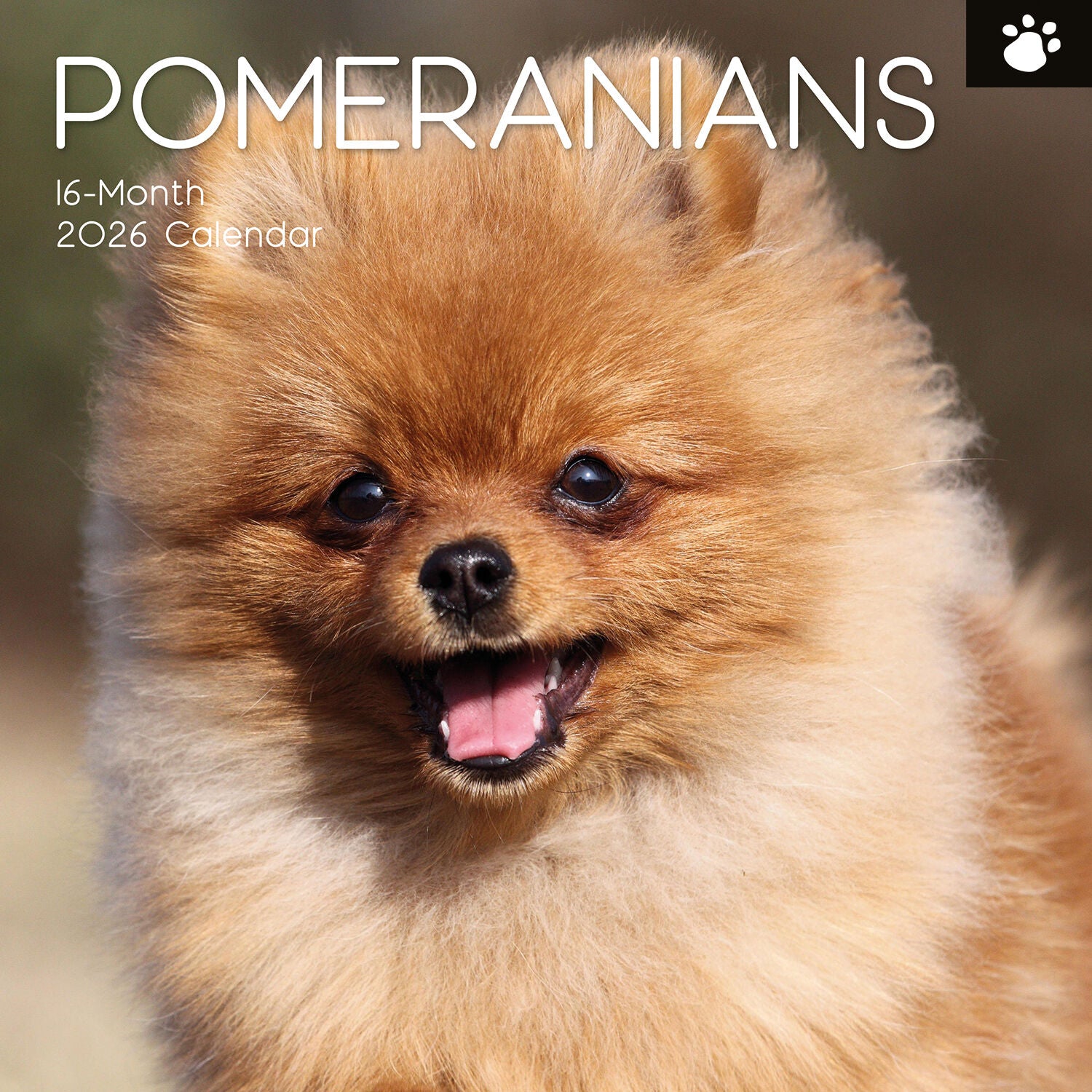2026 Paw Prints Pomeranian– Square Wall Calendar| The Gifted Stationery Co. (GSC26554)