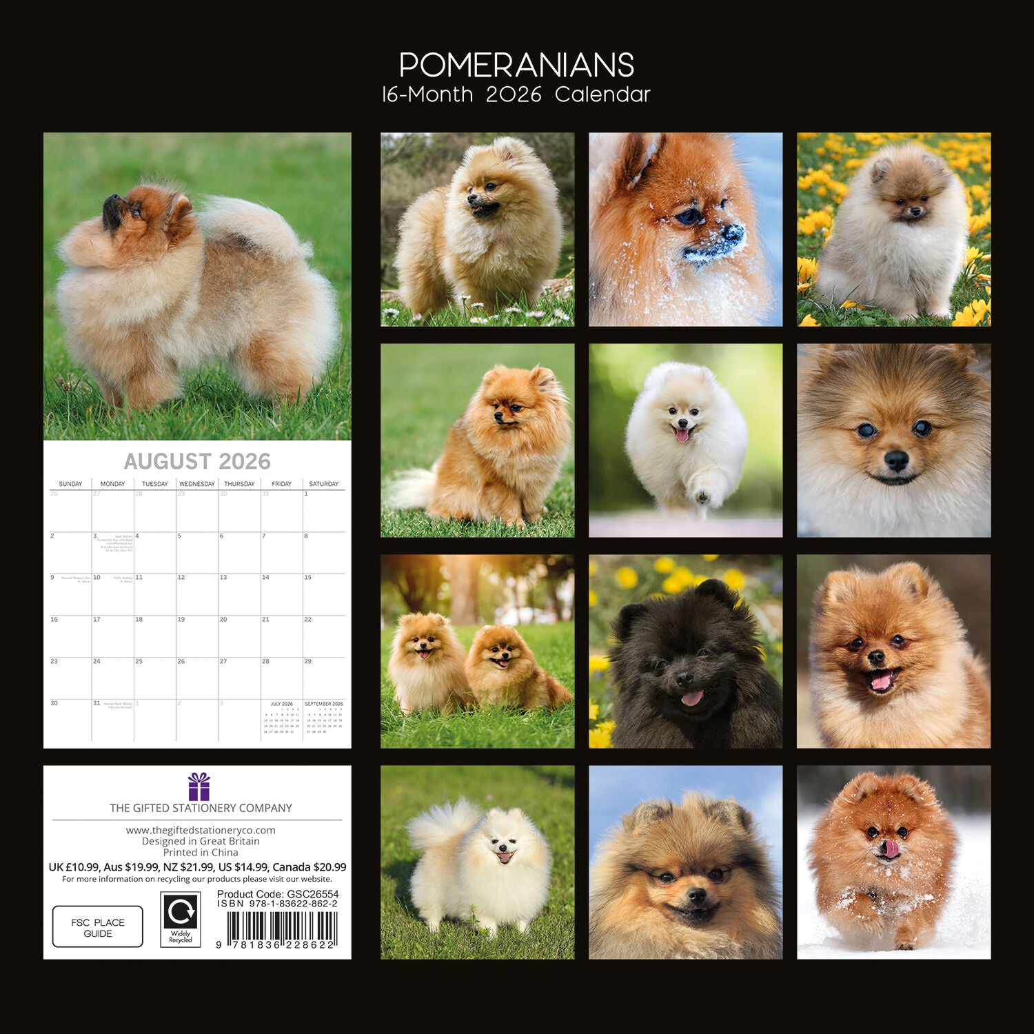 2026 Paw Prints Pomeranian– Square Wall Calendar| The Gifted Stationery Co. (GSC26554)