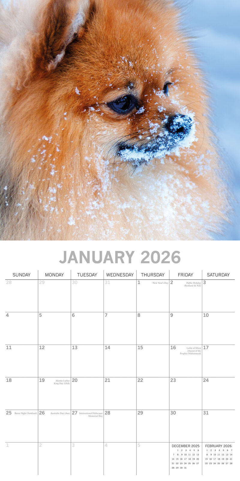 2026 Paw Prints Pomeranian– Square Wall Calendar| The Gifted Stationery Co. (GSC26554)