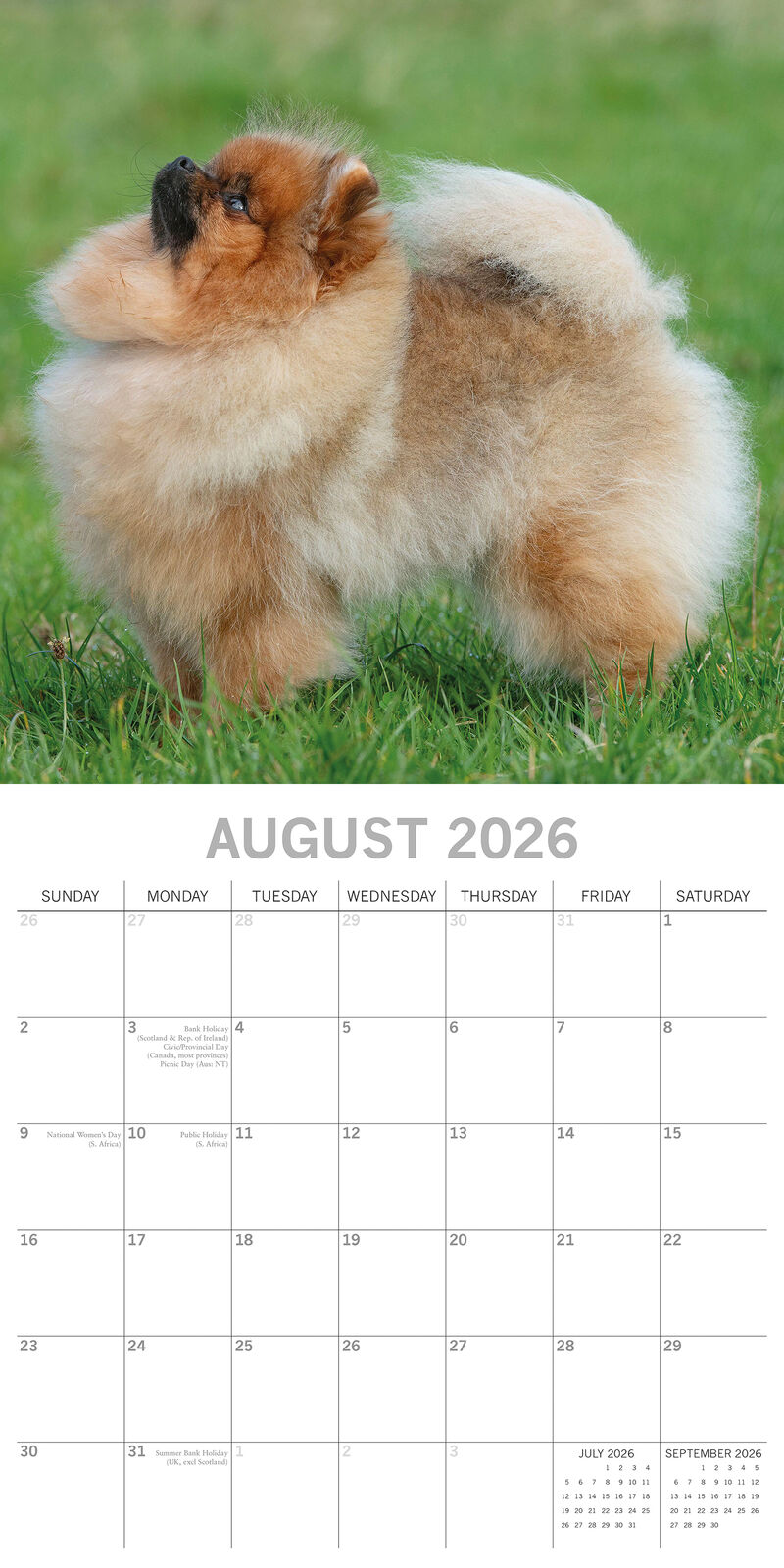 2026 Paw Prints Pomeranian– Square Wall Calendar| The Gifted Stationery Co. (GSC26554)