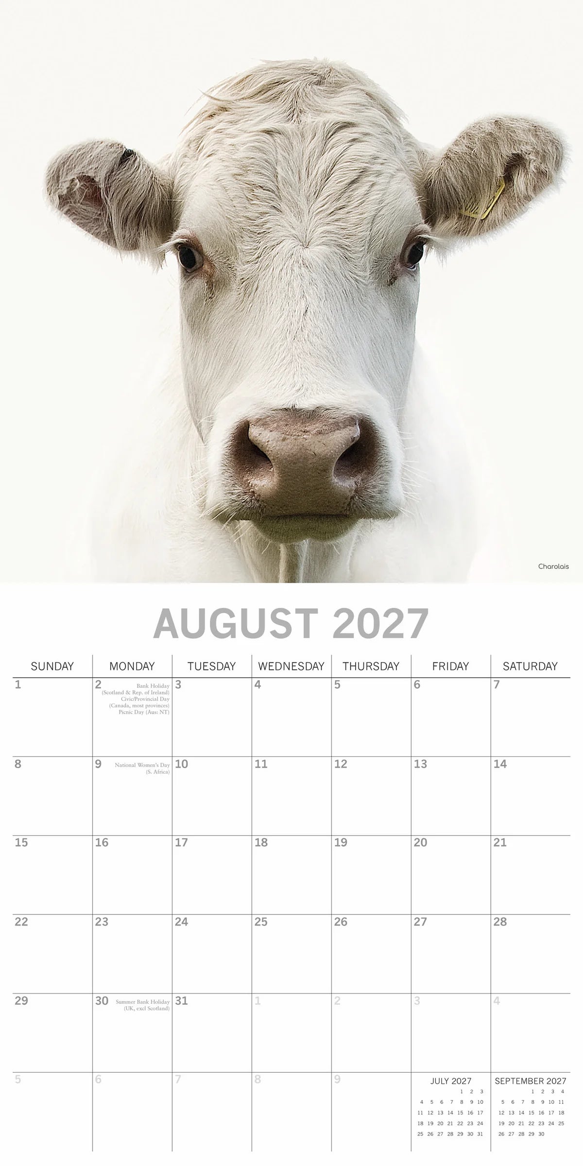 Cows 2027 Square Wall Calendar – August 2027 page featuring a close-up portrait of a white Charolais cow