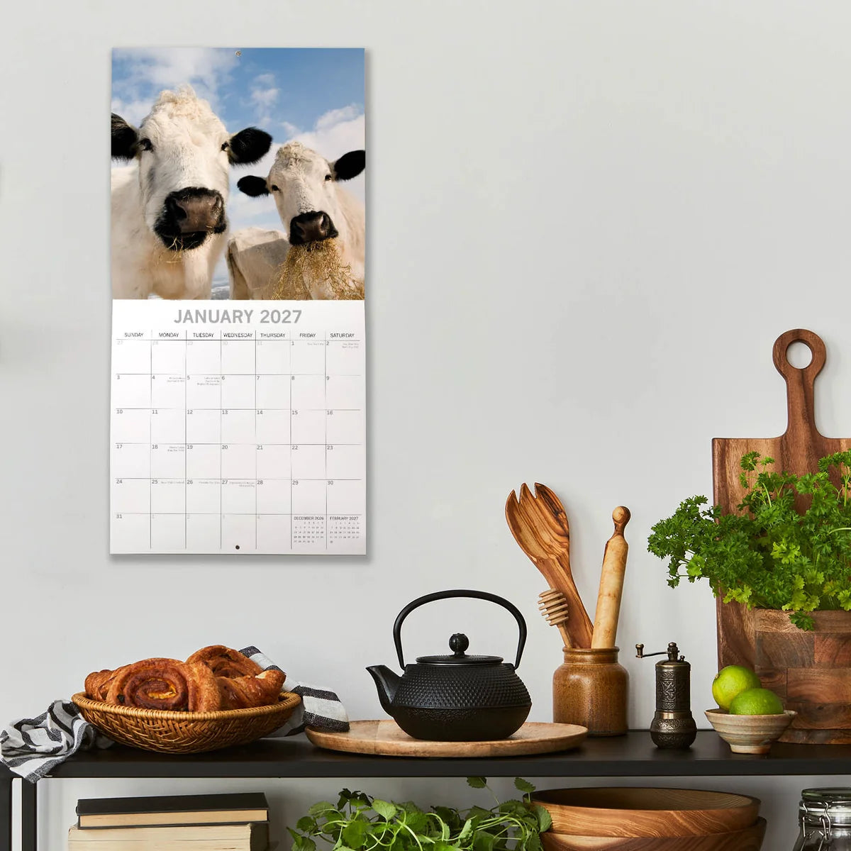 Cows 2027 Square Wall Calendar – January 2027 lifestyle shot featuring two white cows in a kitchen setting