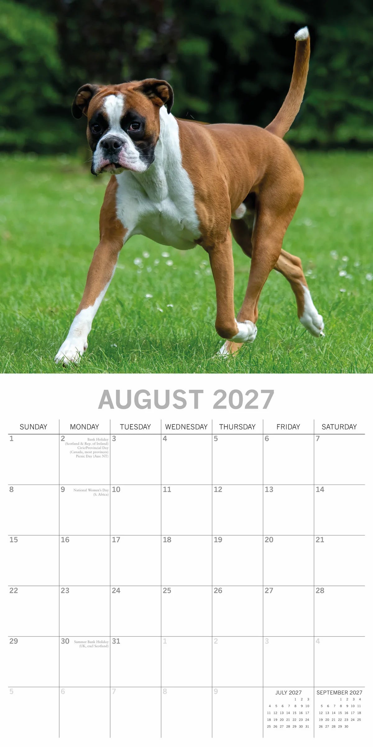 Boxers 2027 Calendar - August 2027 page with fawn Boxer running on grass