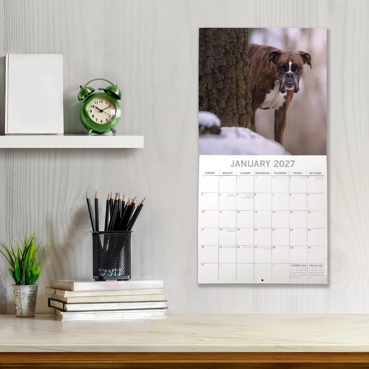 Boxers 2027 Calendar - lifestyle shot hung on wall showing January 2027 page with brindle Boxer in snow