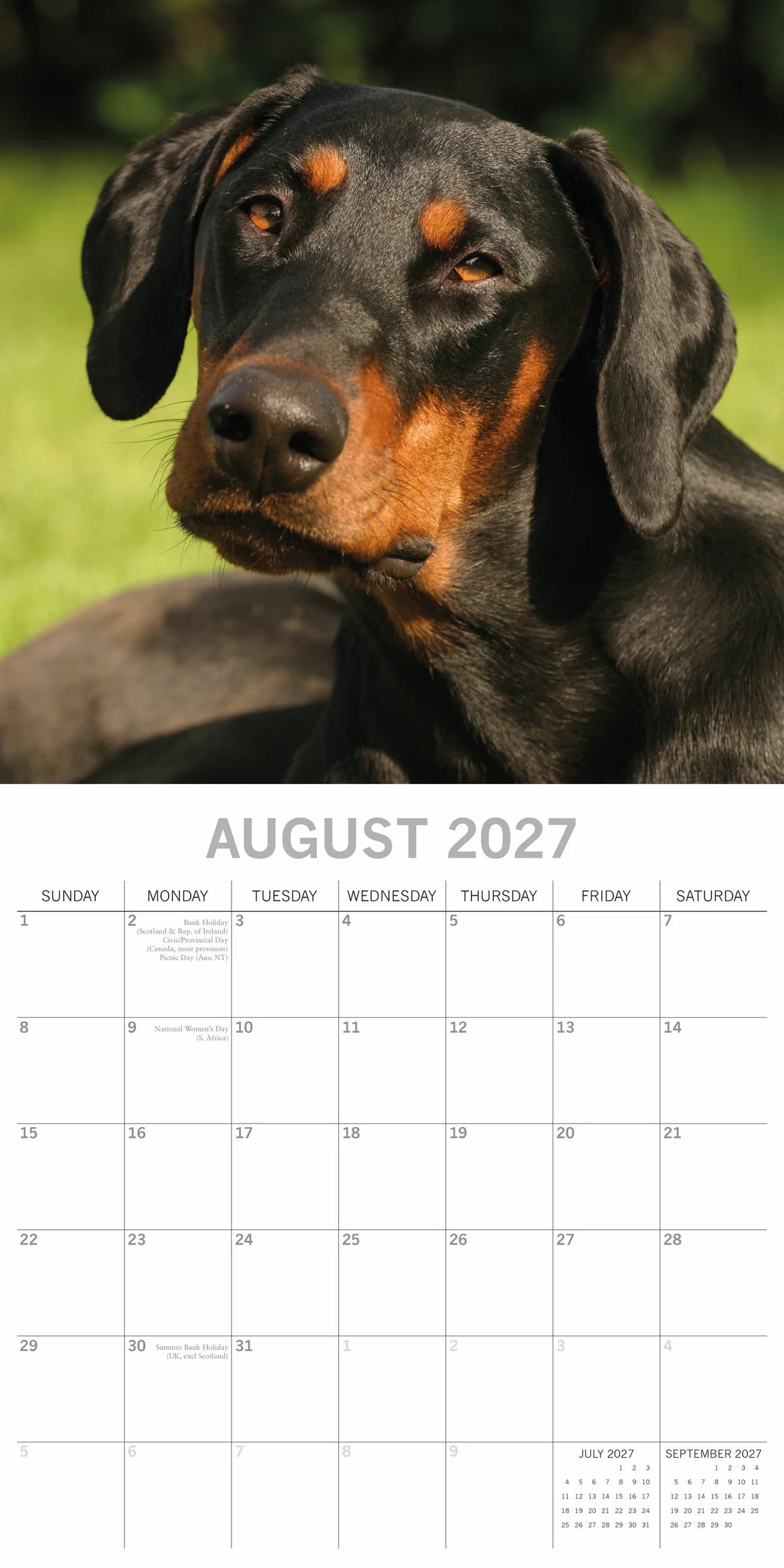 Dobermanns 2027 Calendar - August 2027 page with black and tan Dobermann lying on grass