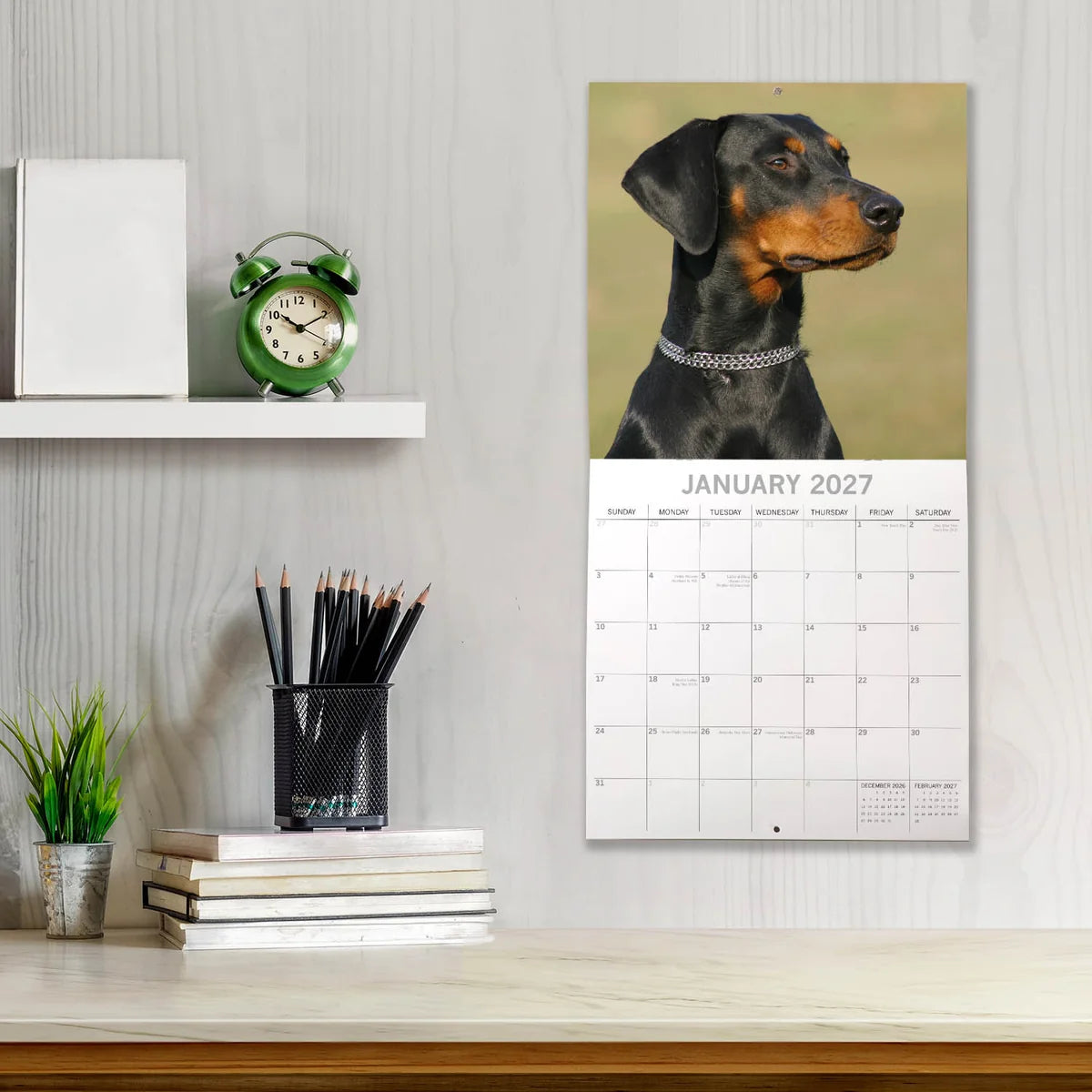 Dobermanns 2027 Calendar - lifestyle shot hung on wall showing January 2027 page with Dobermann portrait in chain collar