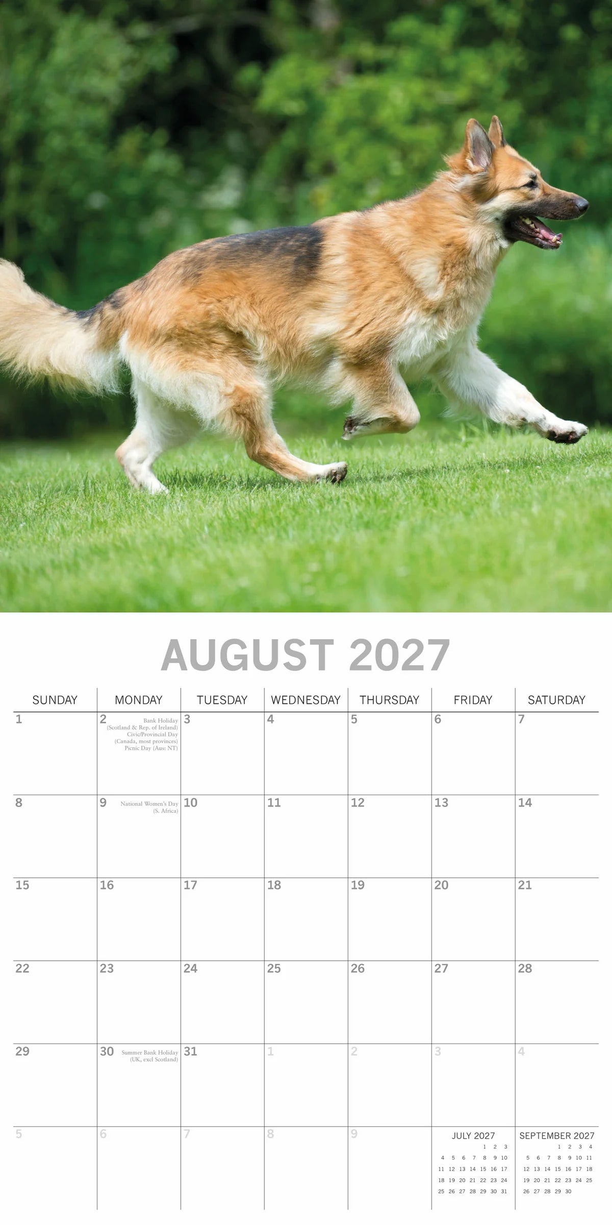 2027 Square Wall Calendar – German Shepherds 2027 Calendar 305x305mm