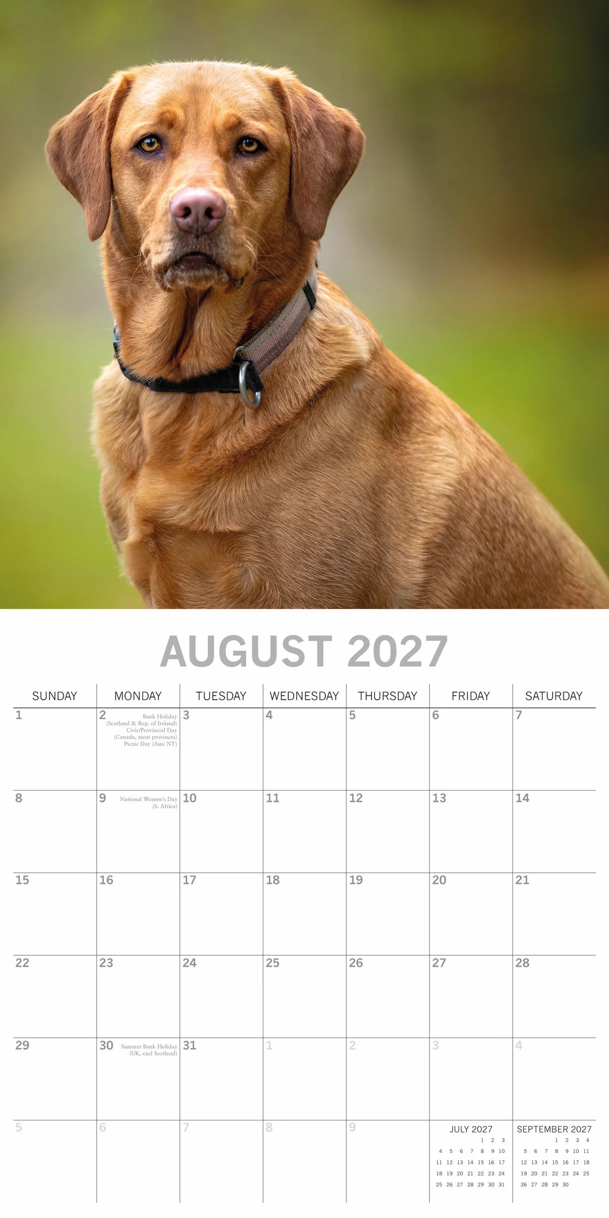 Labradors 2027 Calendar - August 2027 page with Fox Red Labrador portrait in park