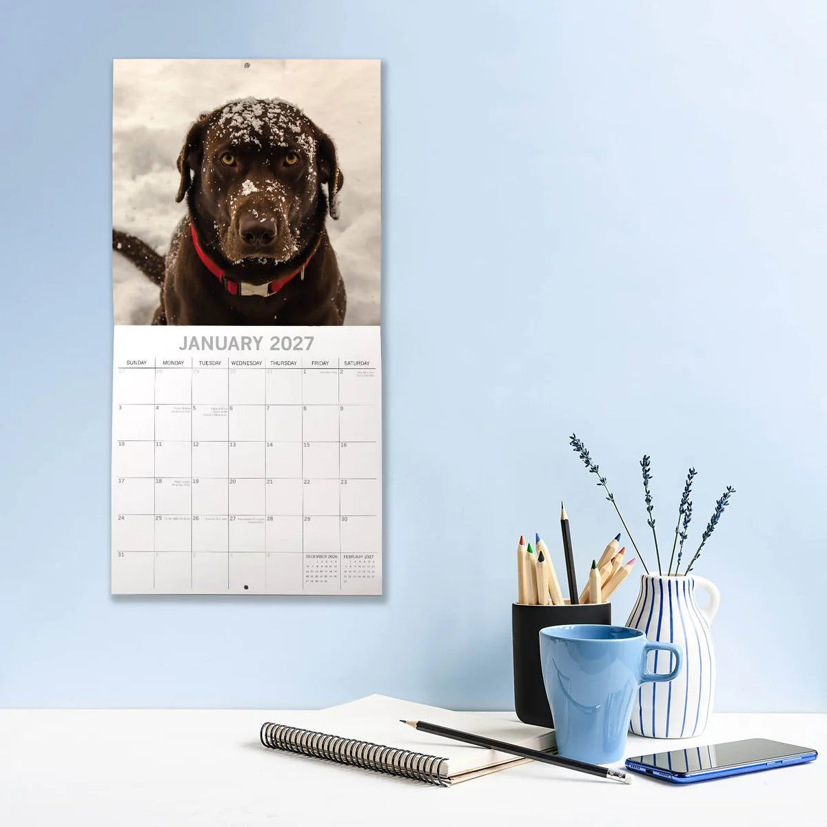 Labradors 2027 Calendar - lifestyle shot hung on wall showing January 2027 page with Chocolate Lab in snow