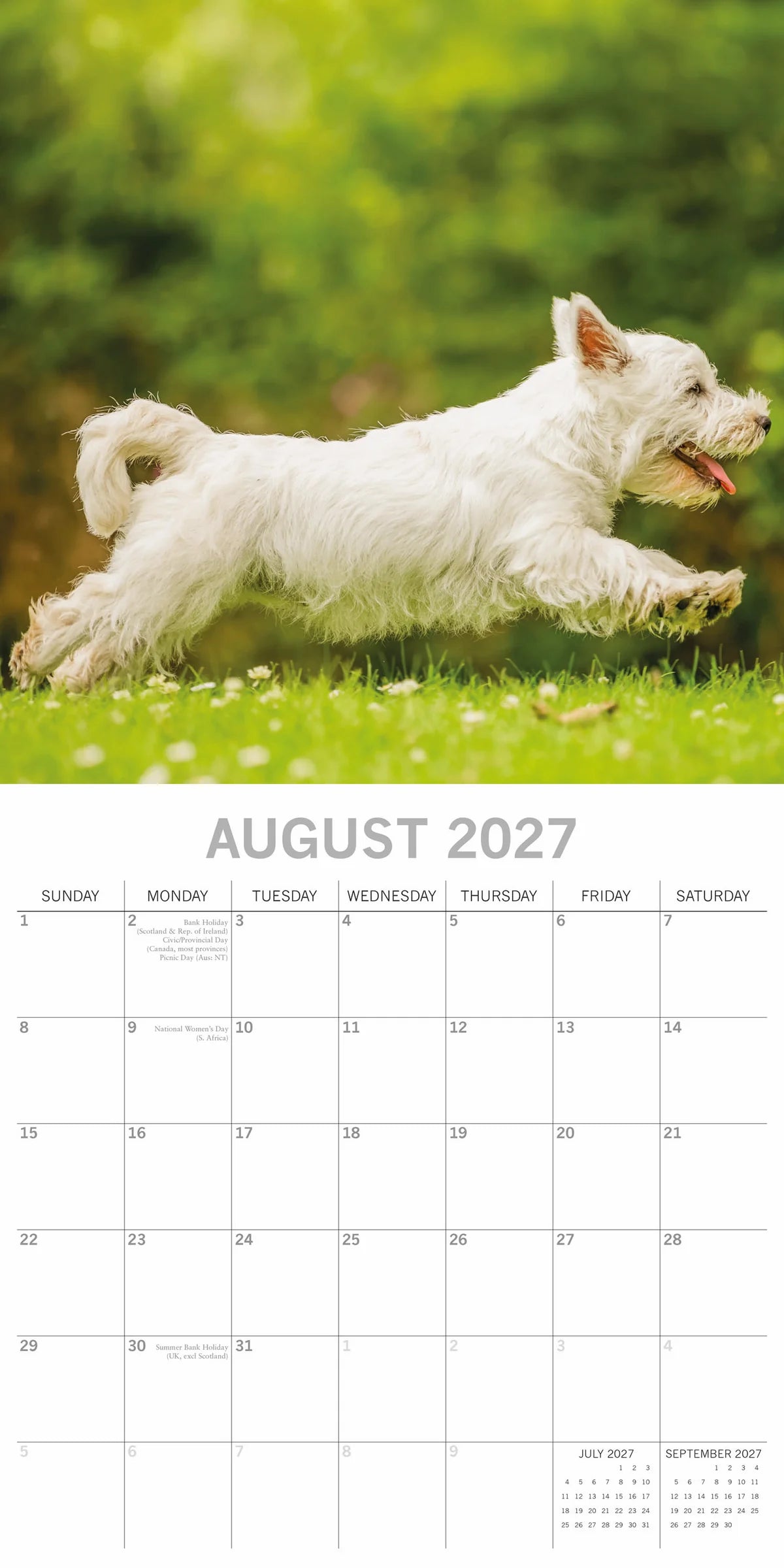 West Highland White Terriers 2027 Calendar - August 2027 page with Westie running and leaping on grass