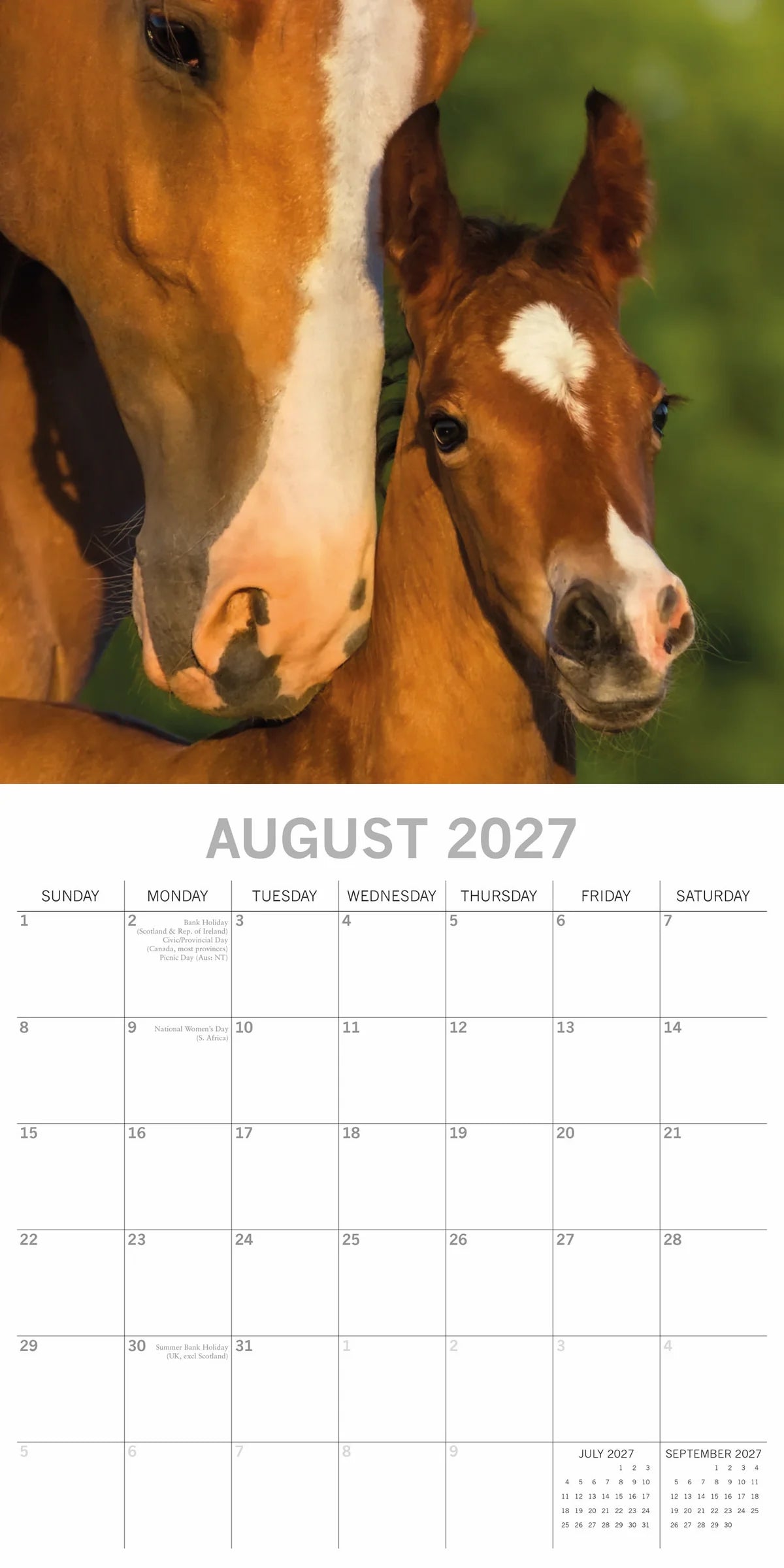 Horses 2027 Square Wall Calendar – August 2027 page featuring a mare and foal