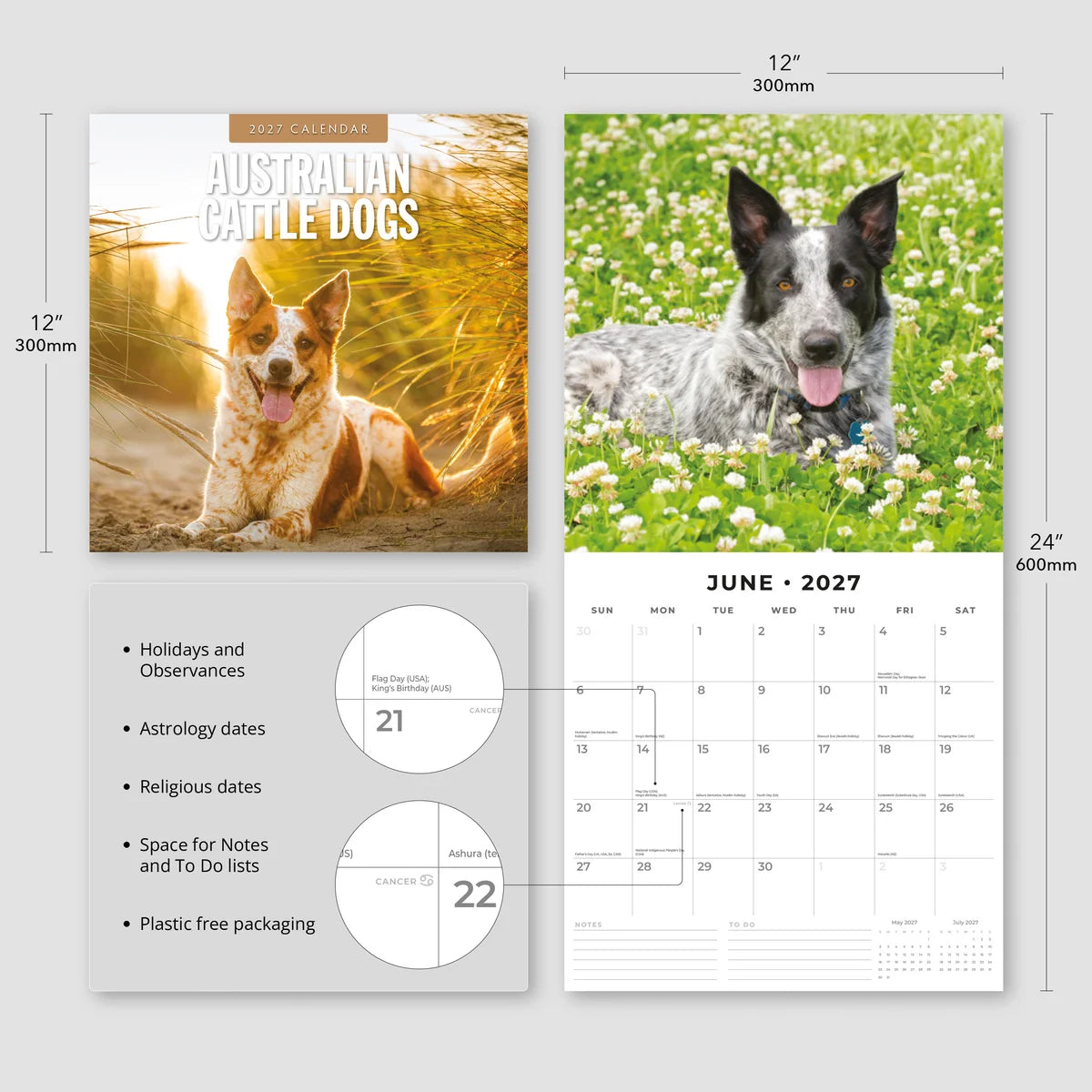 Australian Cattle Dogs 2027 Calendar - Size specifications showing 30x30cm closed and 30x60cm open dimensions