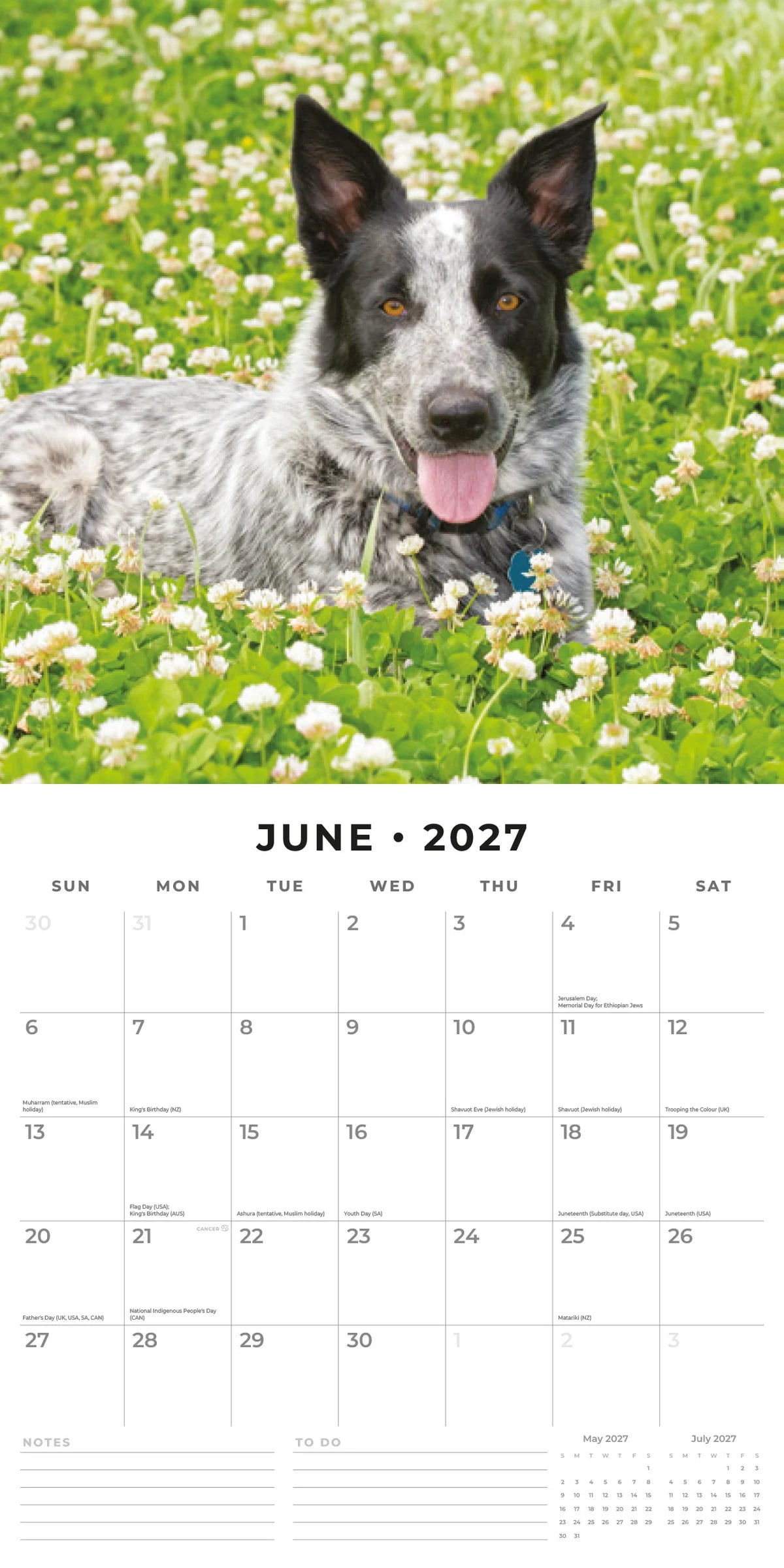 Australian Cattle Dogs 2027 Calendar - Spread view showing June 2027 month page with blue heeler in clover field