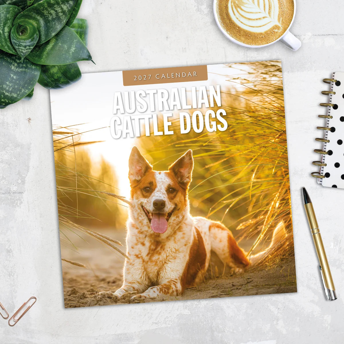 Australian Cattle Dogs 2027 Square Wall Calendar - Lifestyle flat lay on marble desk with coffee and notebook