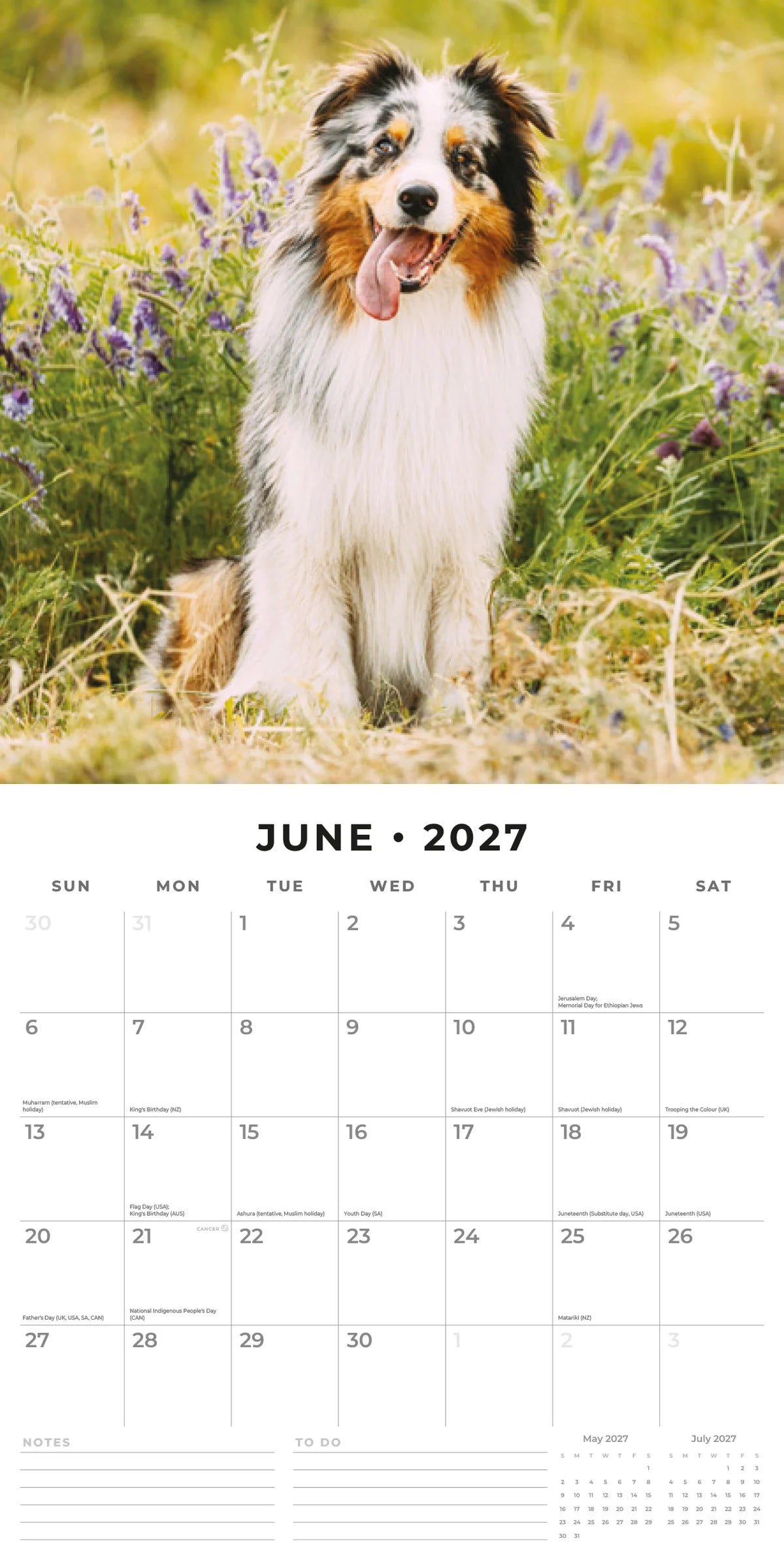 Australian Shepherds 2027 Calendar - June 2027 monthly spread with Aussie in lavender field