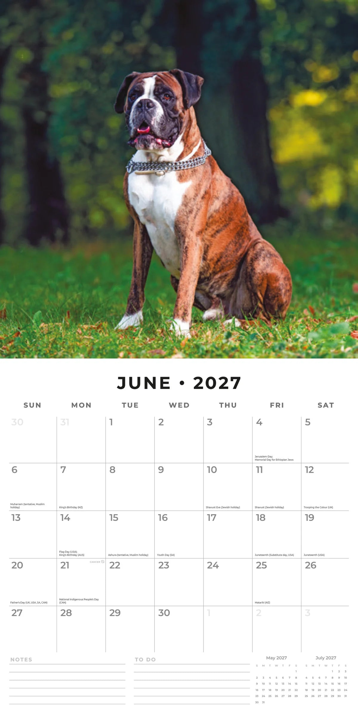 Boxers 2027 Calendar - June 2027 monthly spread featuring a brindle and white Boxer sitting on grass in a park
