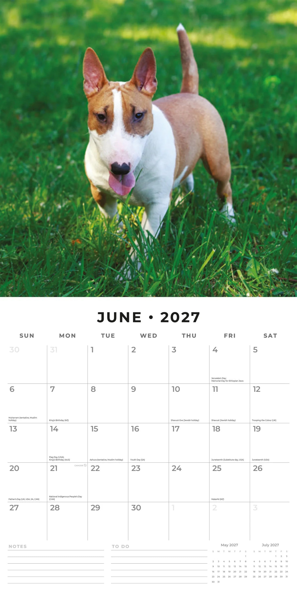 Bull Terriers 2027 Calendar - June 2027 monthly spread featuring a red-and-white Bull Terrier puppy running playfully through green grass with tongue out