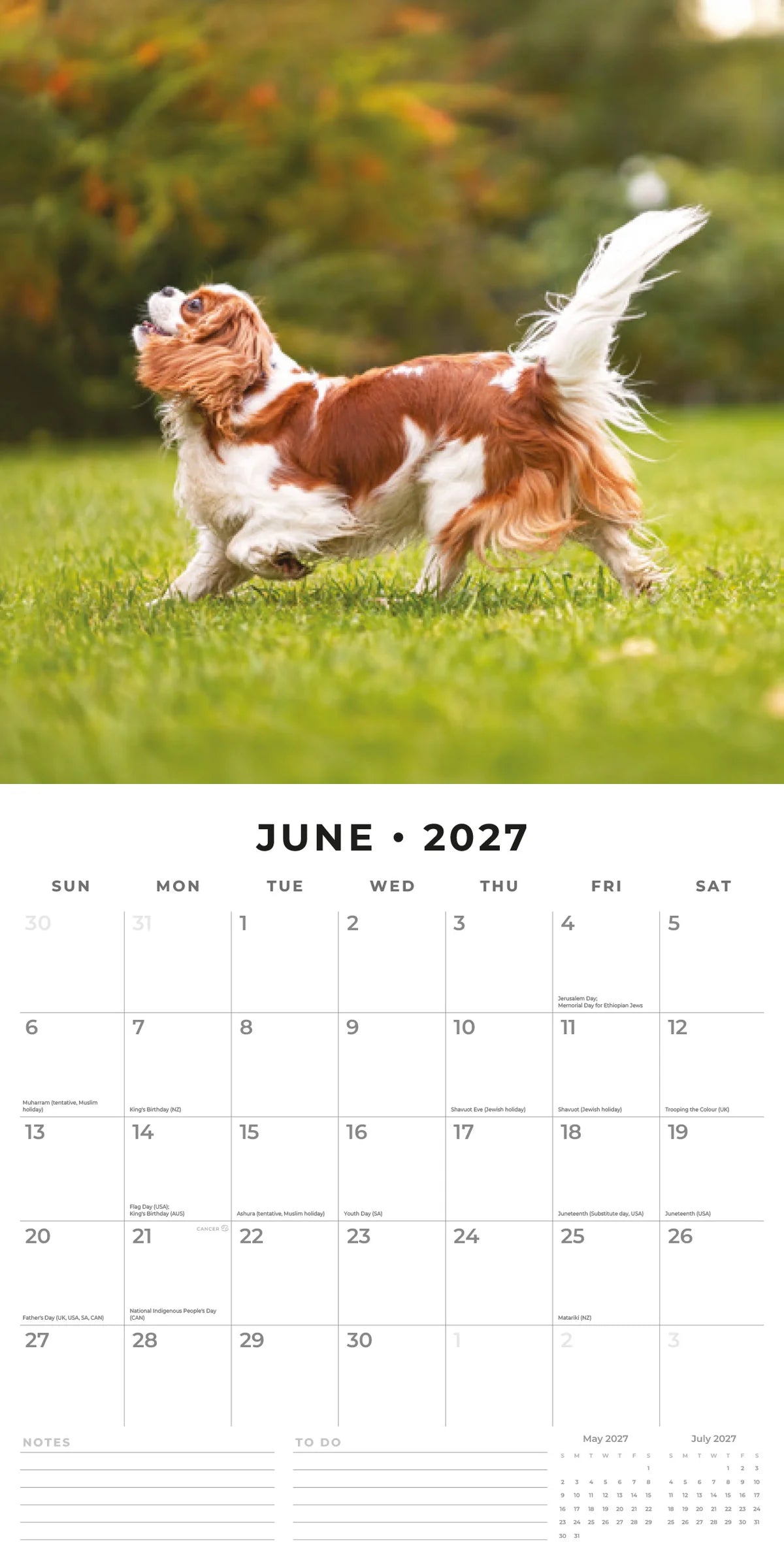 Cavalier King Charles Spaniels 2027 Calendar - June 2027 monthly spread featuring a Blenheim Cavalier trotting on grass